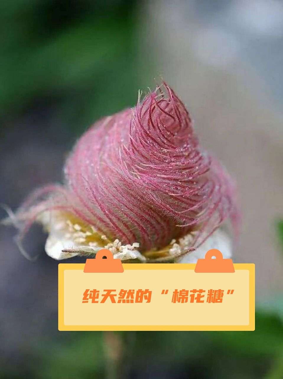 就是可爱又神秘的三花水杨梅啦!