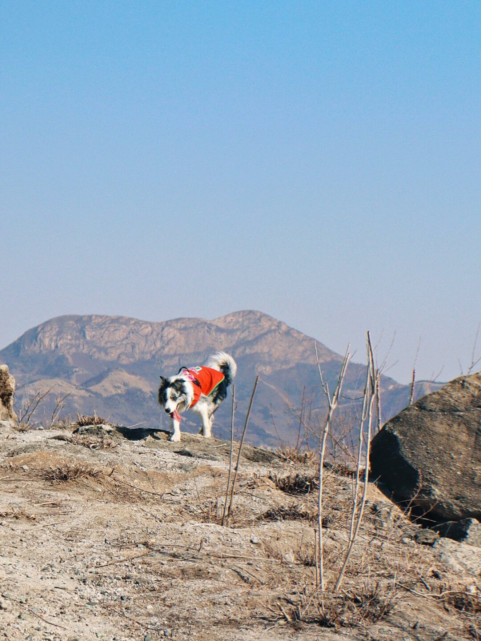 旷野之犬图片