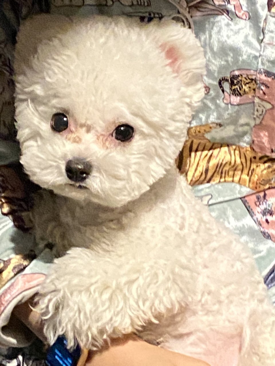 炫耀一下狗狗  它是一只比熊犬.