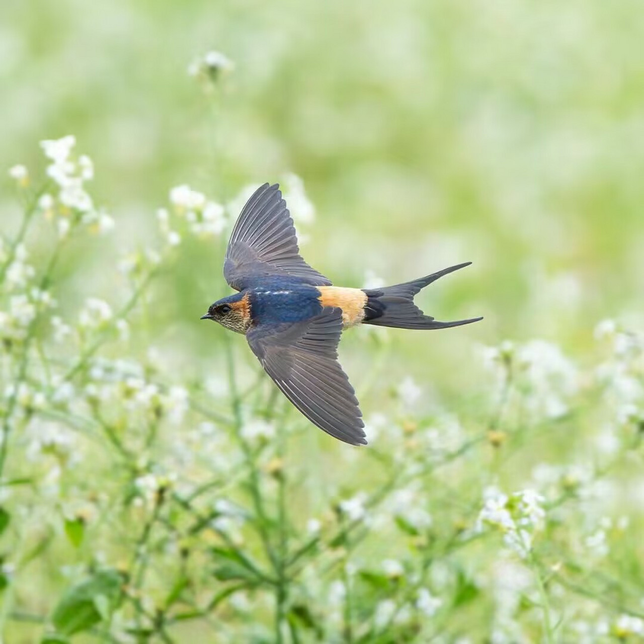 我的爸爸酷爱摄影,尤其喜欢拍燕子各种各样姿势的图片92~ 有几张