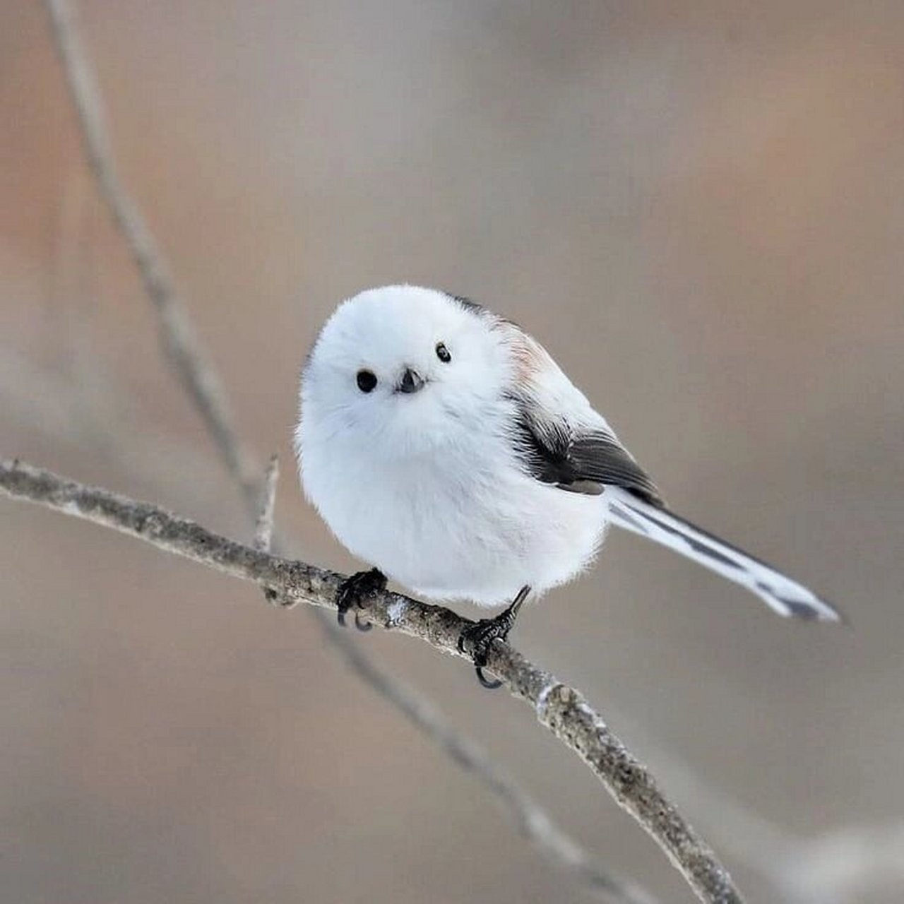 每天了解一种趣味动物北长尾山雀  每天了解一种趣味动物,今天我们来