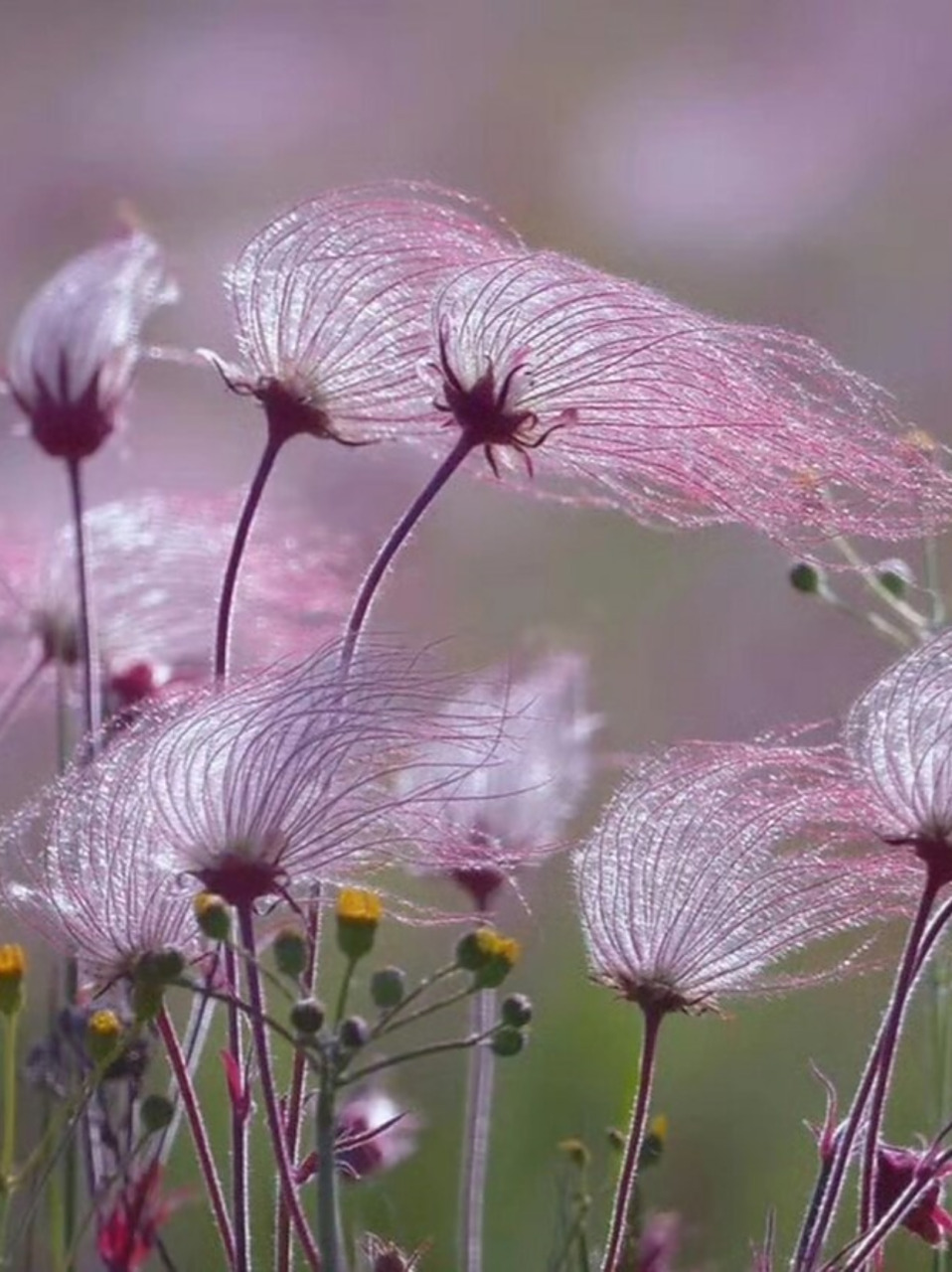 就是可爱又神秘的三花水杨梅啦!