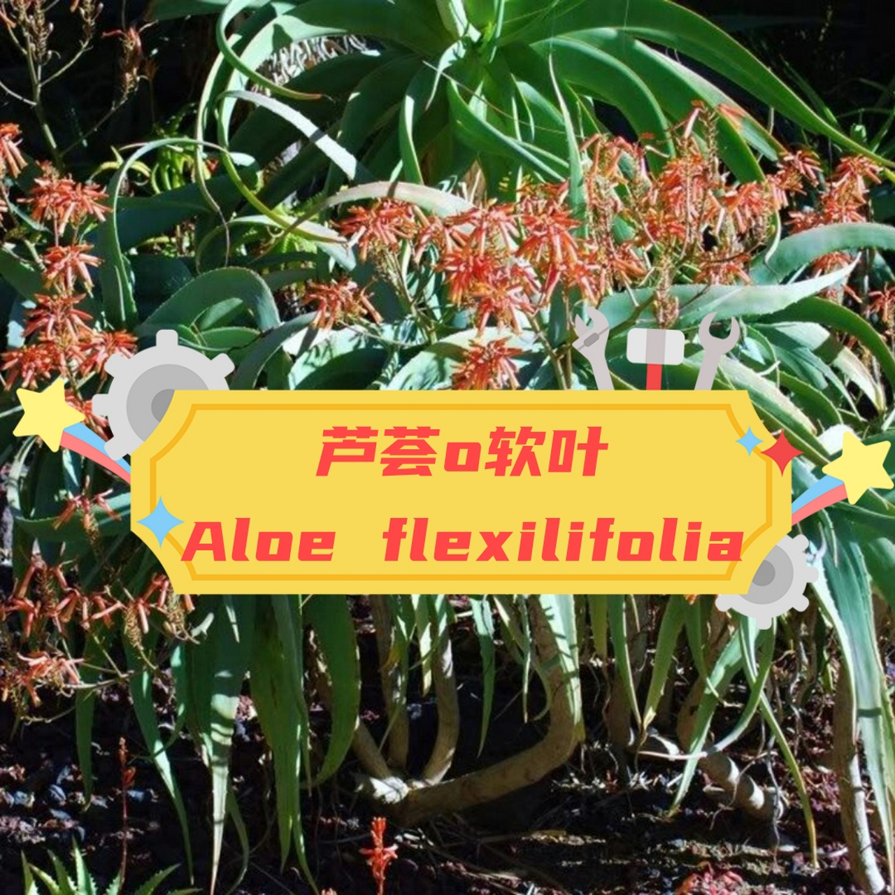 芦荟o软叶 aloe flexilifolia  91阿福花科芦荟属中的aloe flexili