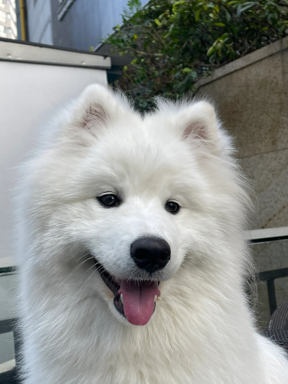 家的社恐小狗  今天去朋友家玩,发现他们家养了一只超级可爱的萨摩耶!