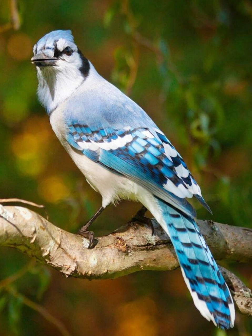 动物  92 形态特征  蓝松鸦,这种中等体型的鸟儿,可是大自然中一道