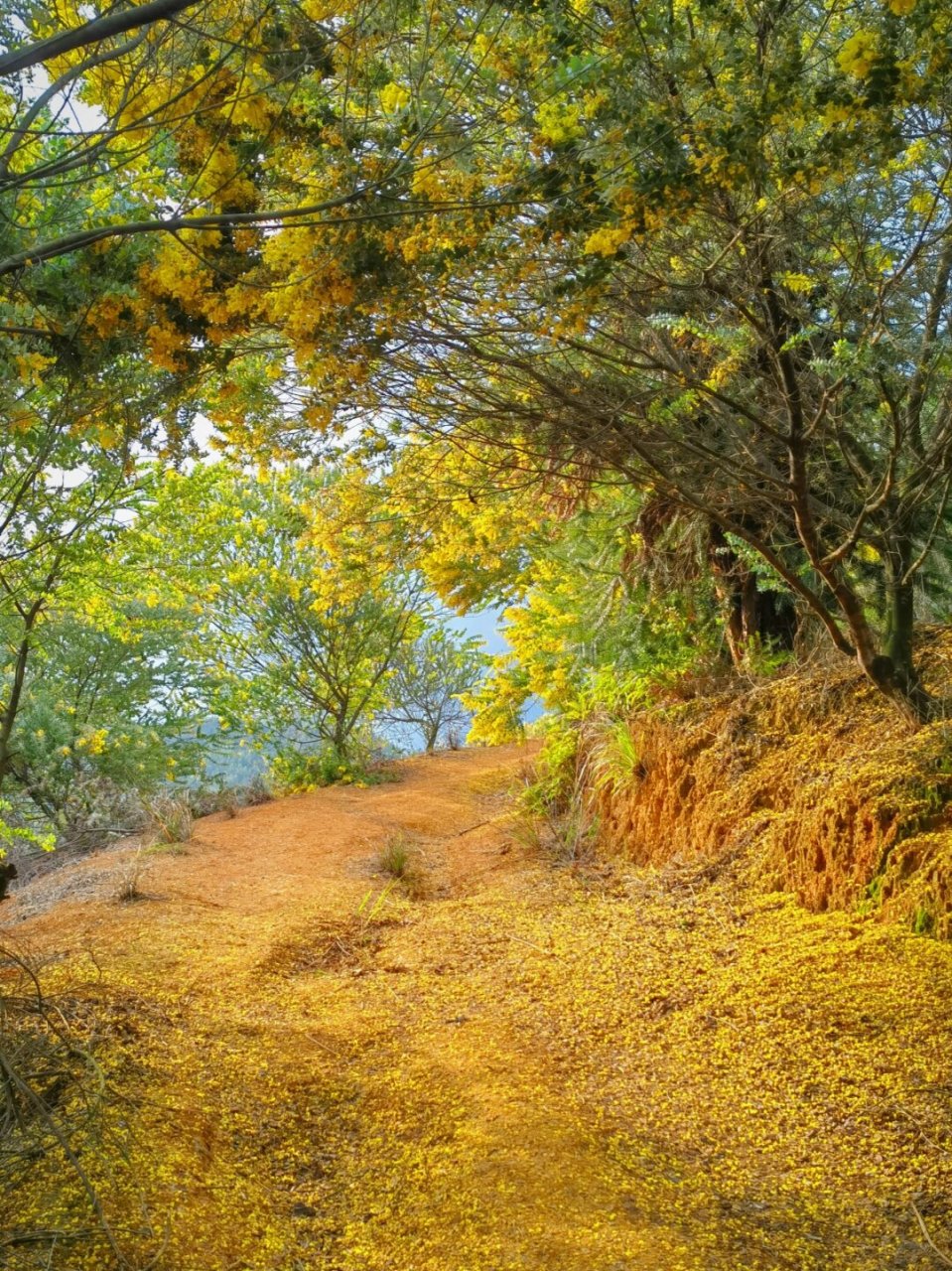 韶关樱花峪图片