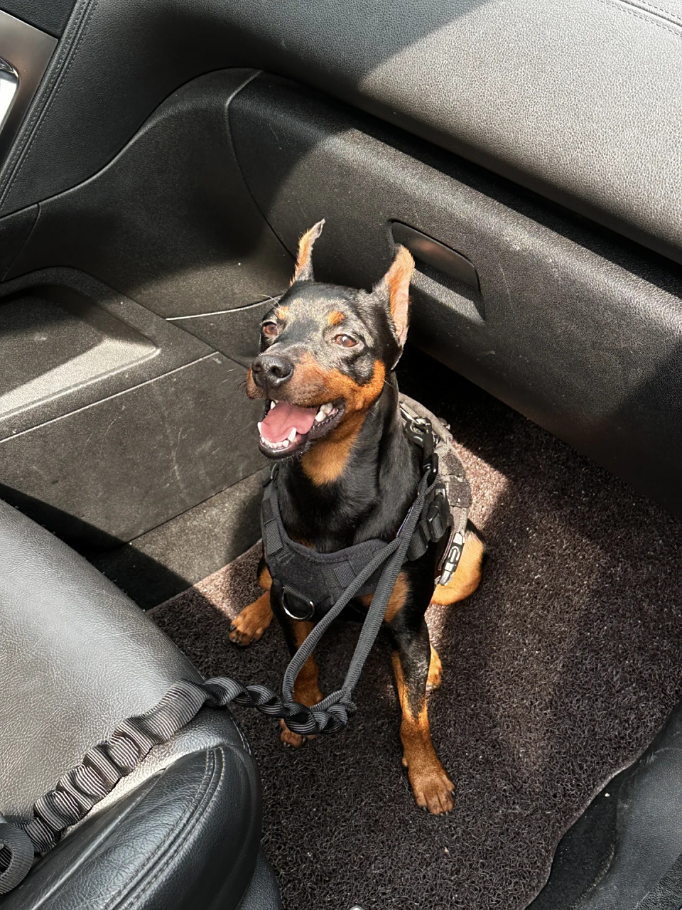 傻狗三连拍   今天和朋友出去玩,他家这只狗狗是一只迷你宾莎犬.