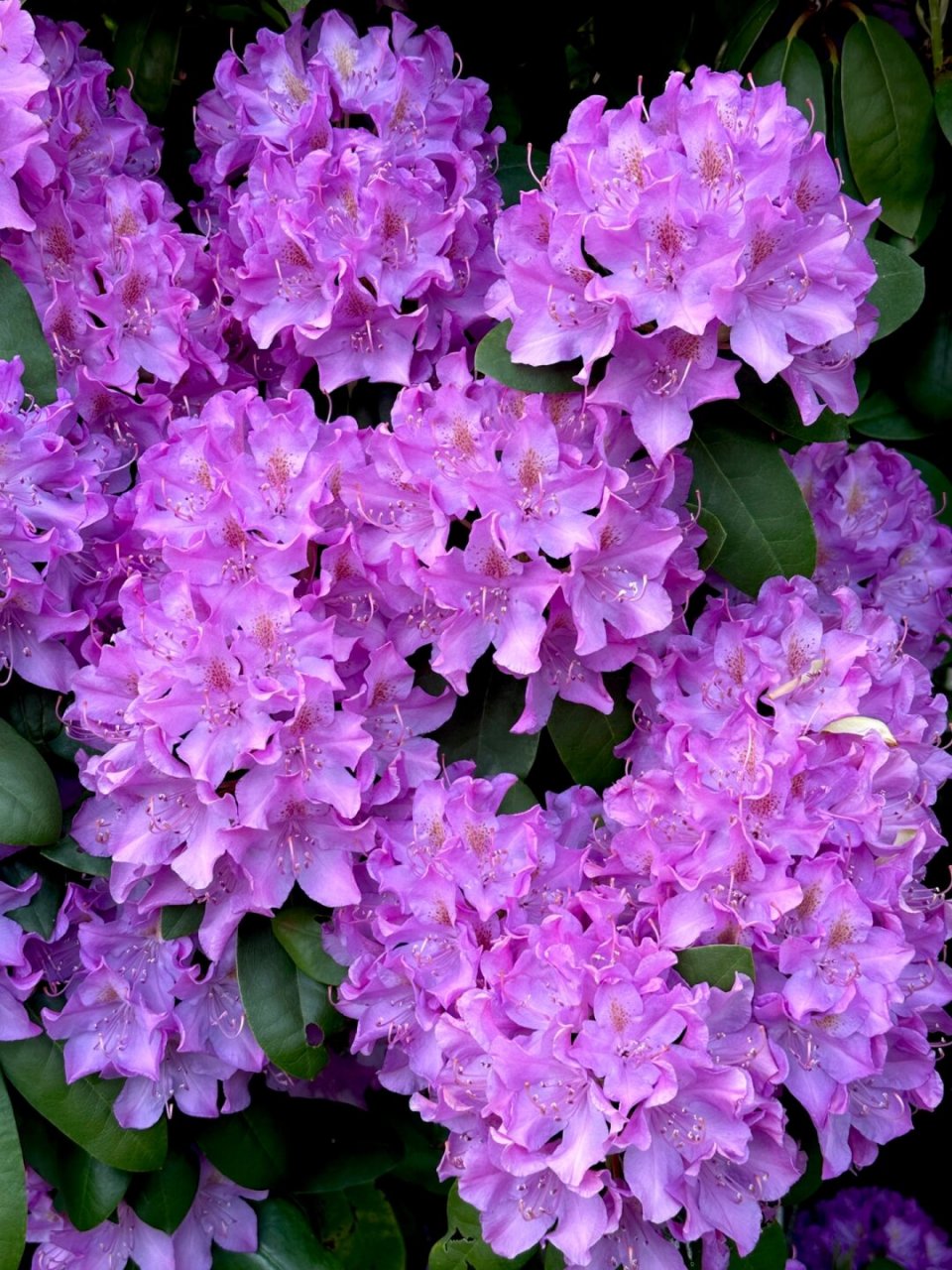 😍  满树的花朵,就像一个个大脑