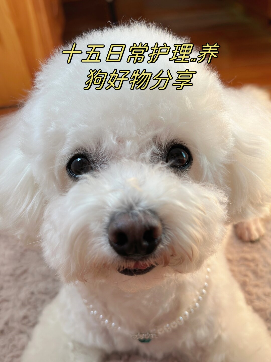 十五日常护理养狗好物分享
