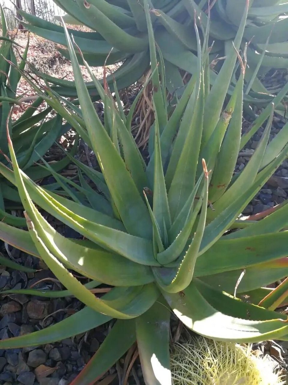 科芦荟属的一员哦,还有一个超可爱的别称:cats tail aloe(猫尾芦荟)!