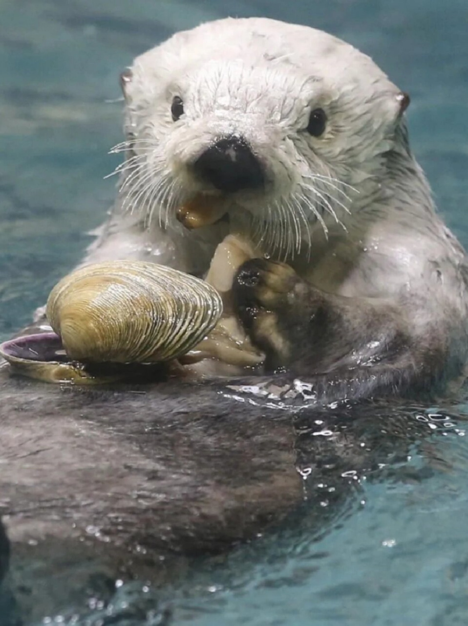 每天认识一种有趣动物海獭  每天认识一种有趣动物——海獭🦦  海獭