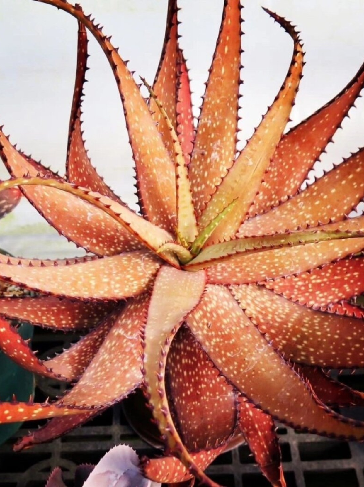 aloe microstigma   它来自遥远的南非(非洲),是阿福花科芦荟属的一员