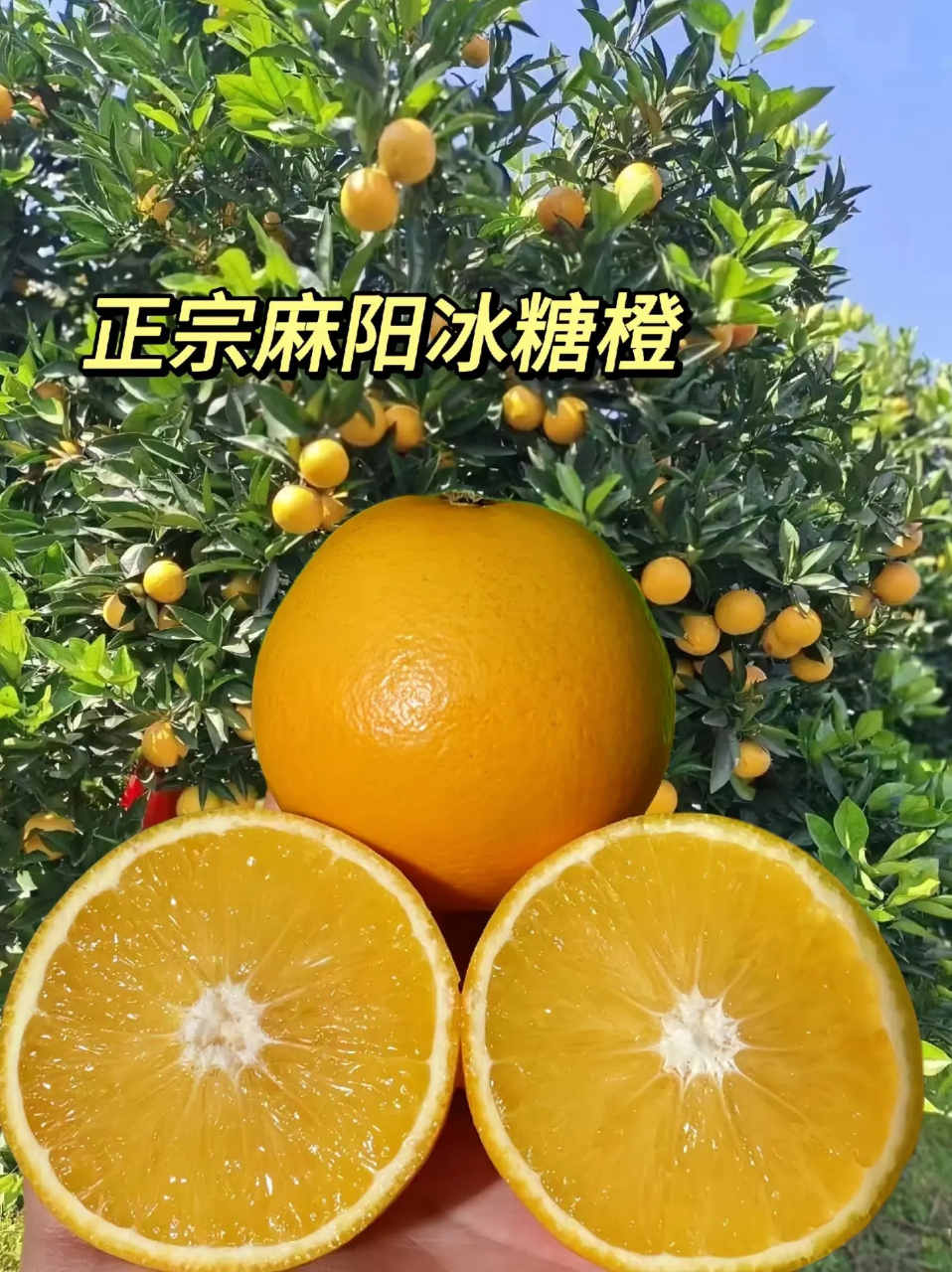 湖南麻阳冰糖橙简介图片