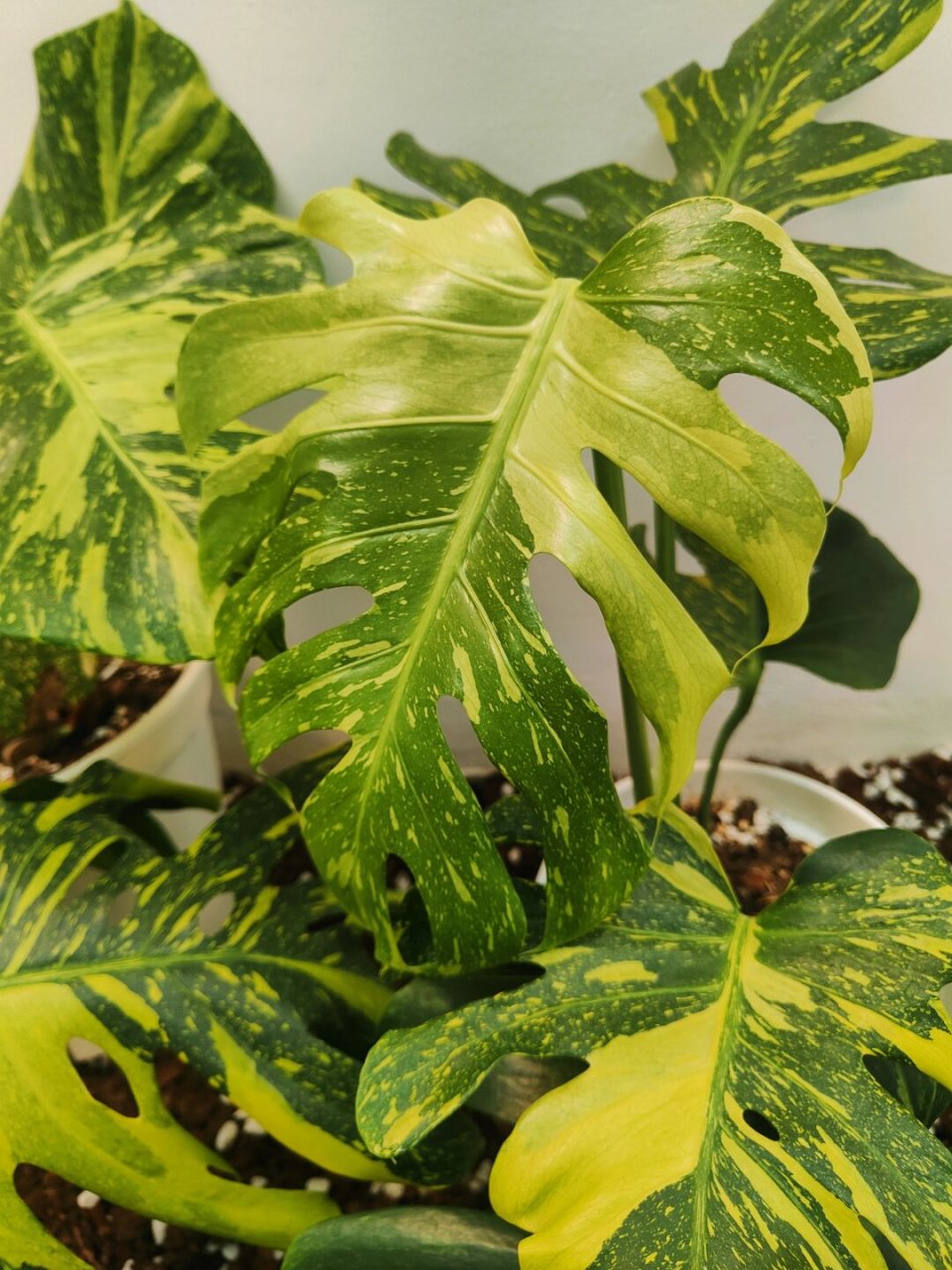 看看黄星黄洒金龟背竹能有多黄  这种黄色的质感真的很独特,和黄龟或