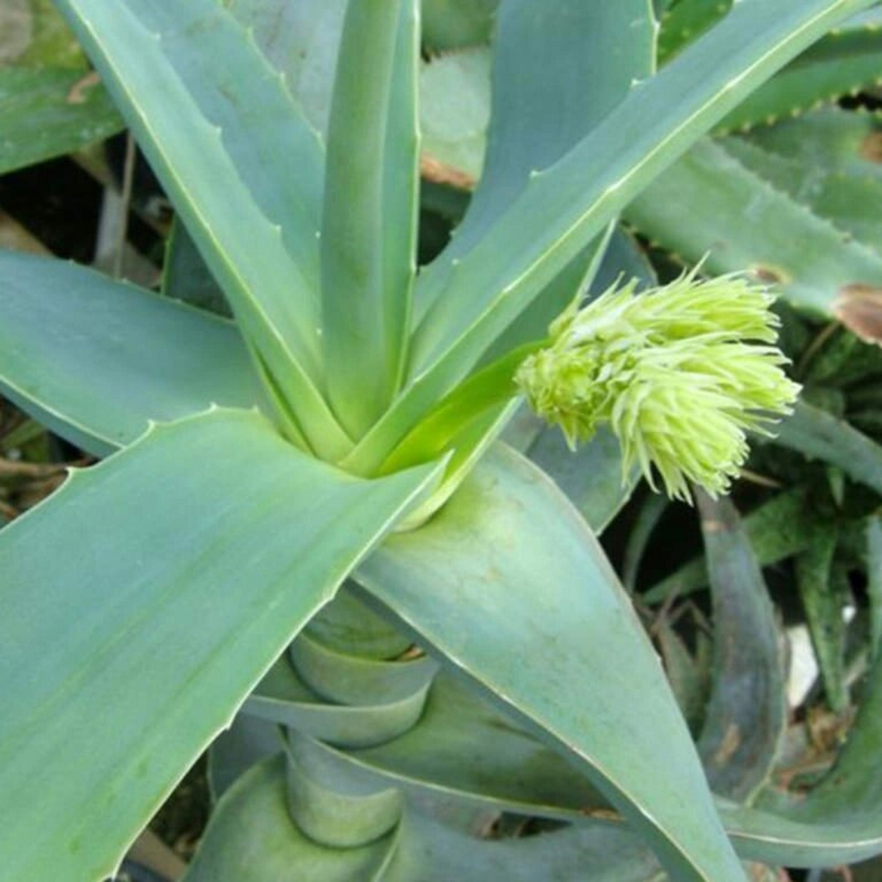 芦荟属唯美图片