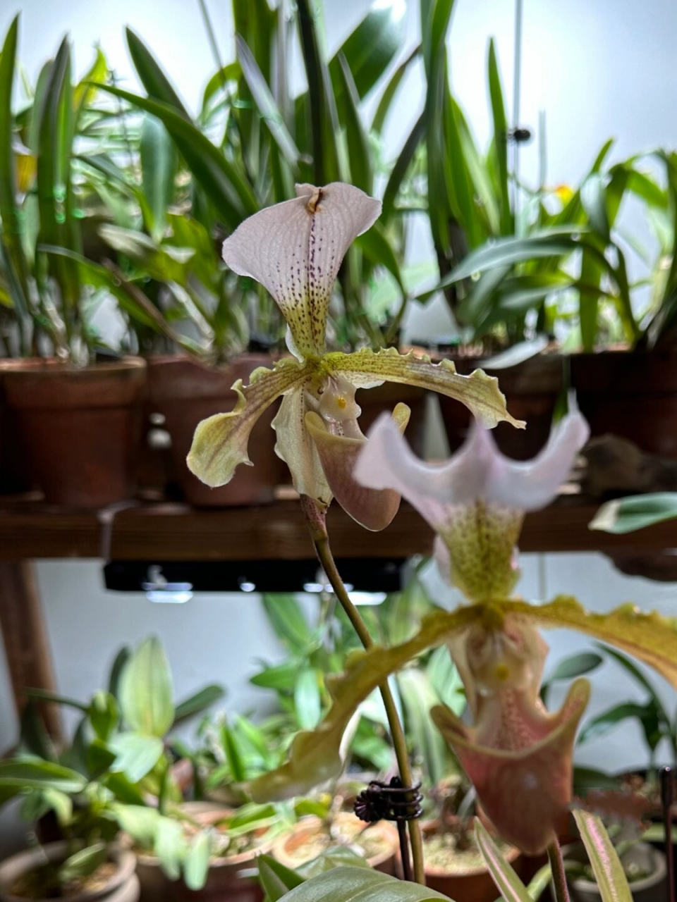 波瓣青蛙兜兰的花期真的太让人惊喜了!