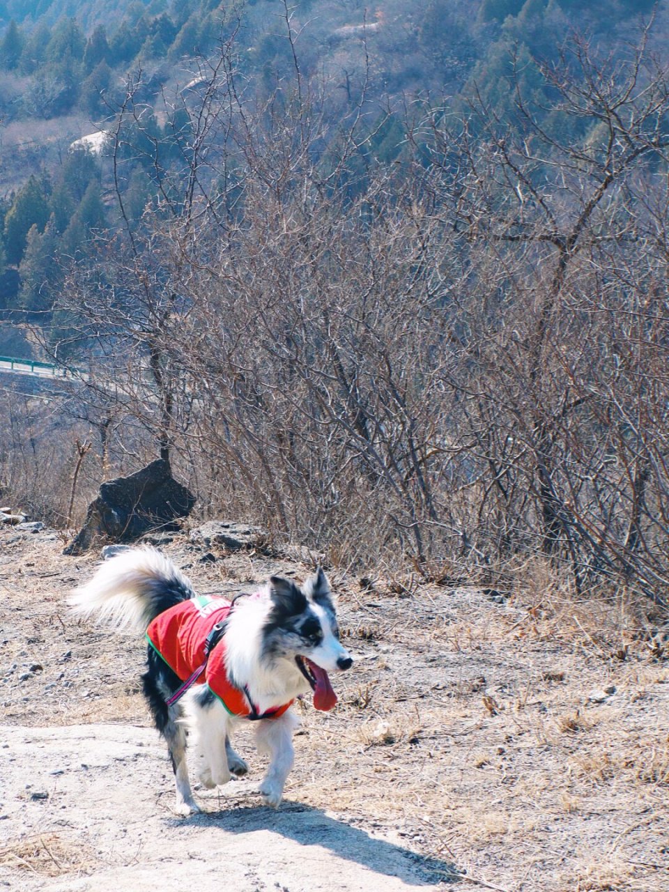 旷野之犬图片