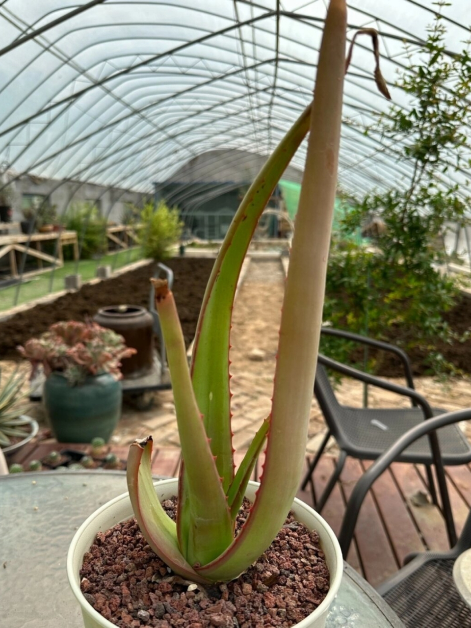 纳迪亚之宝芦荟植物图片