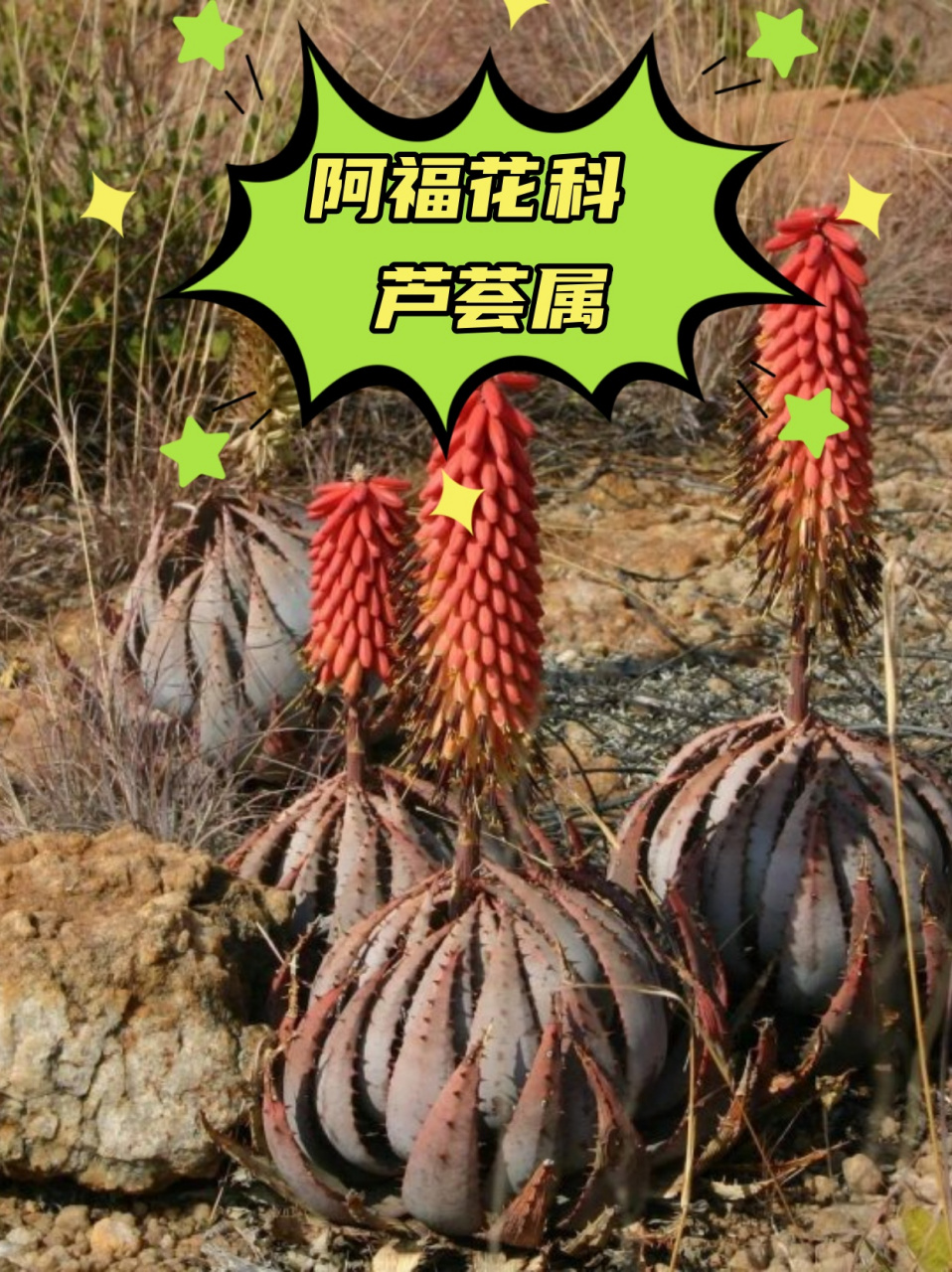 阿福花科 芦荟属  阿福花科芦荟属97,真的是植物界的一股清流呢!