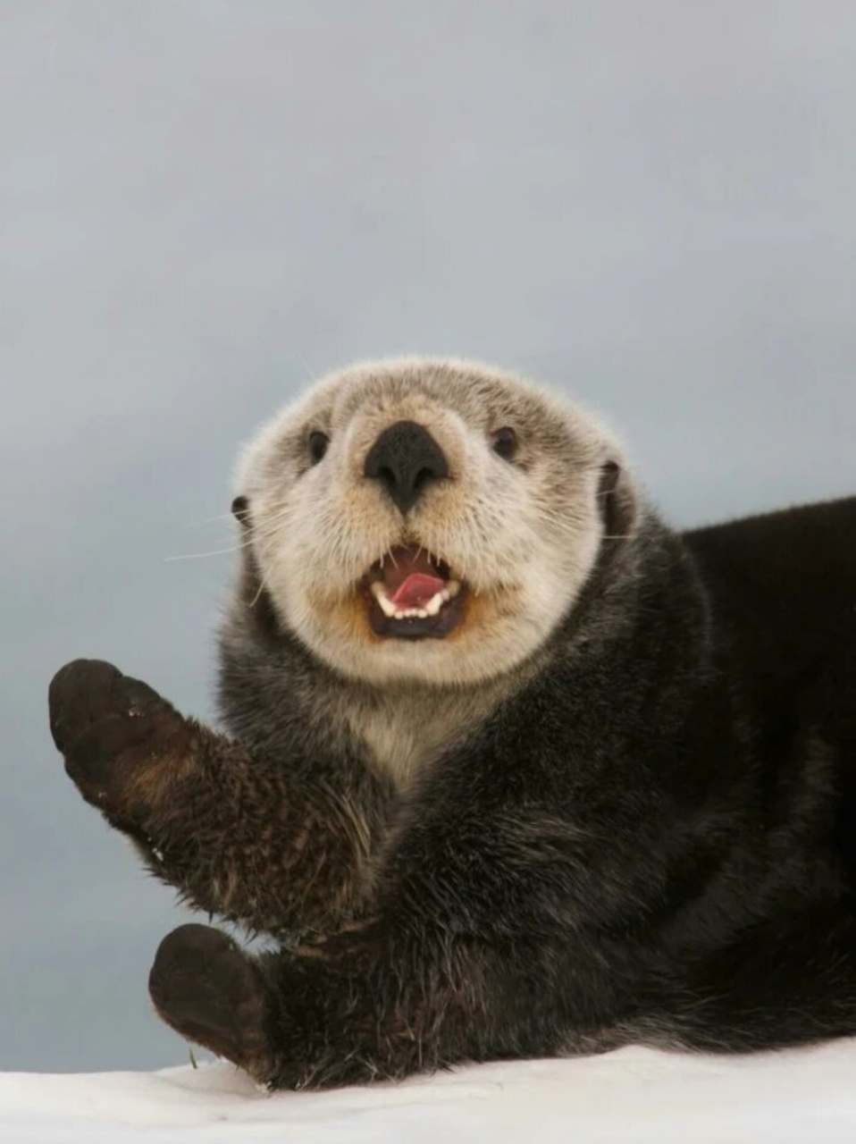 每天认识一种有趣动物海獭  每天认识一种有趣动物——海獭00  海獭
