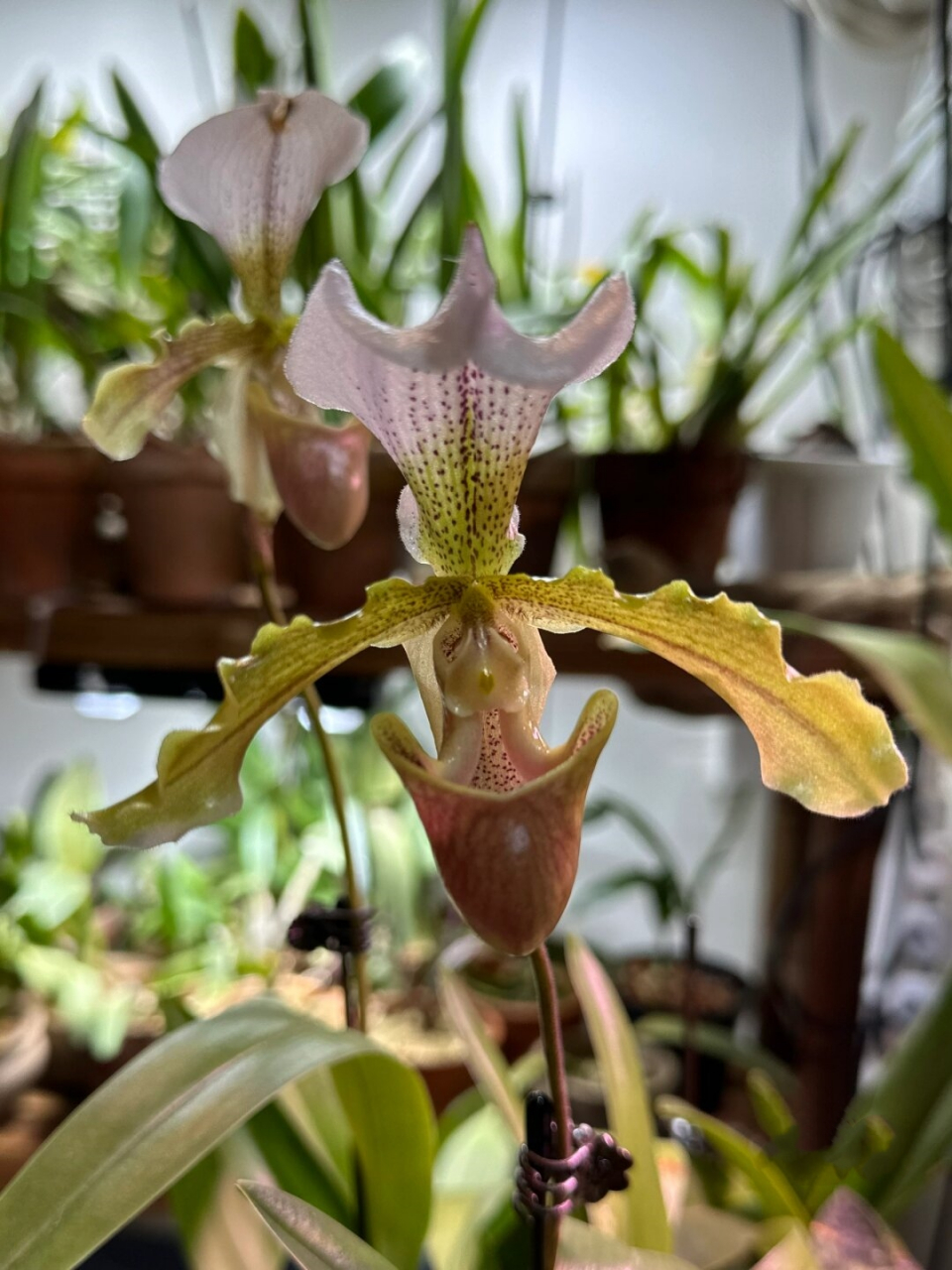 波瓣青蛙兜兰的花期真的太让人惊喜了!