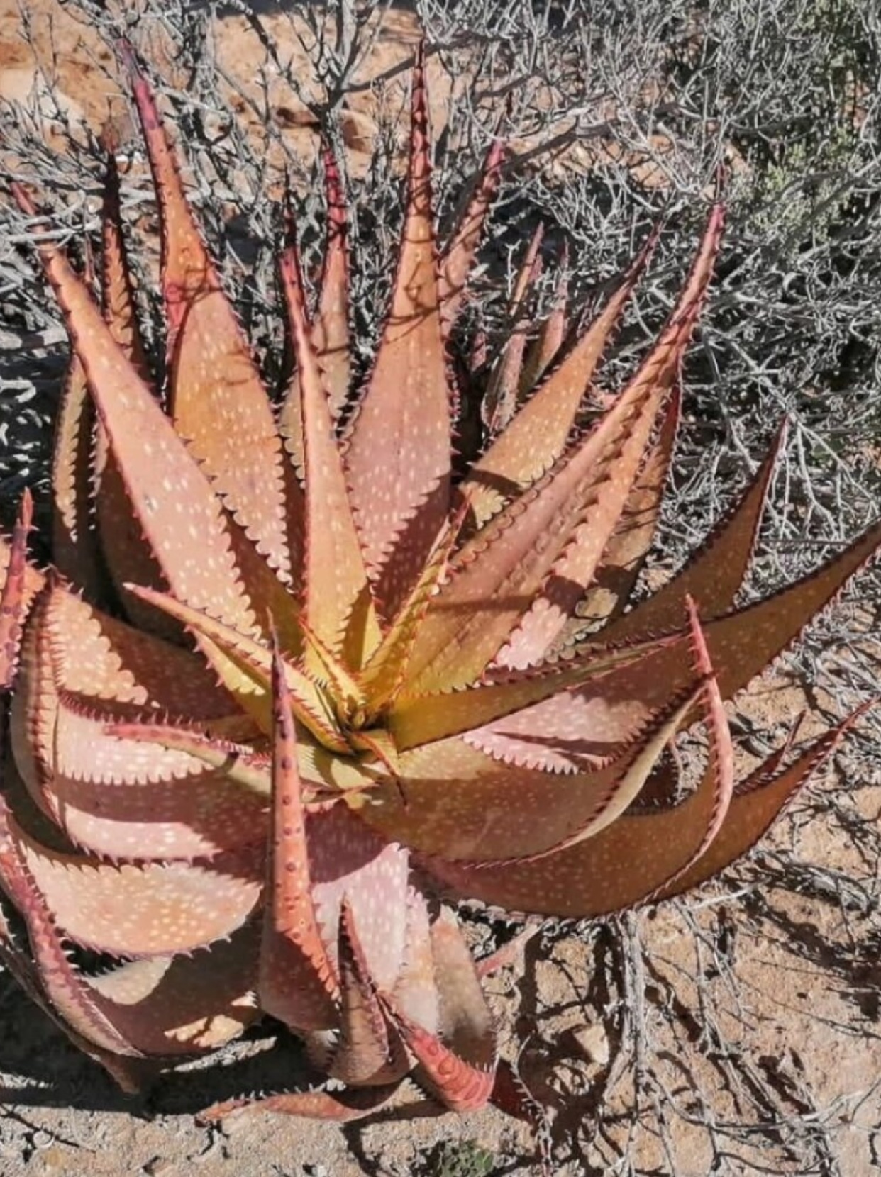aloe microstigma   它来自遥远的南非(非洲),是阿福花科芦荟属的一员