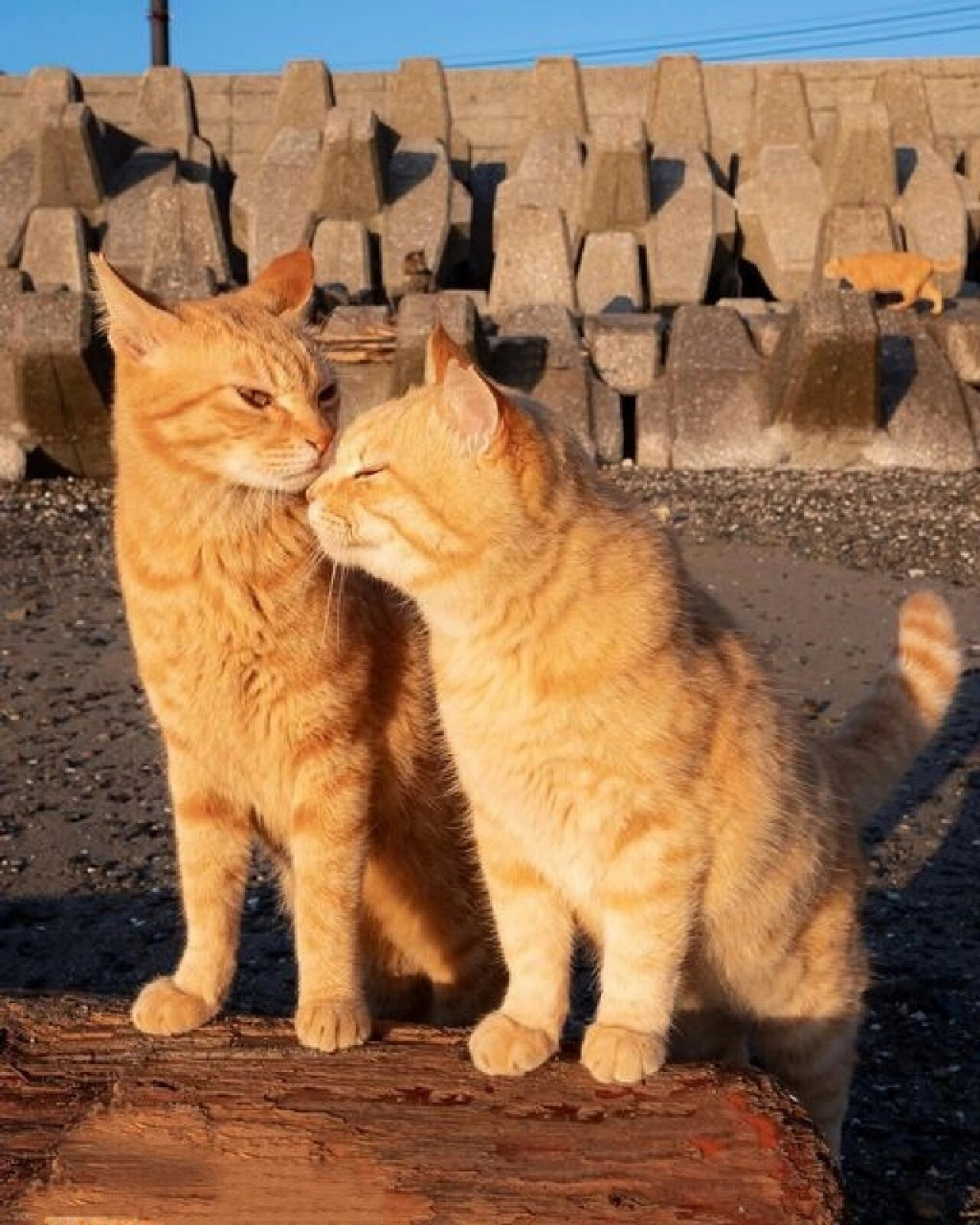 猫咪的爱情  今天看到一组猫猫亲亲的照片,实在是太有爱了!