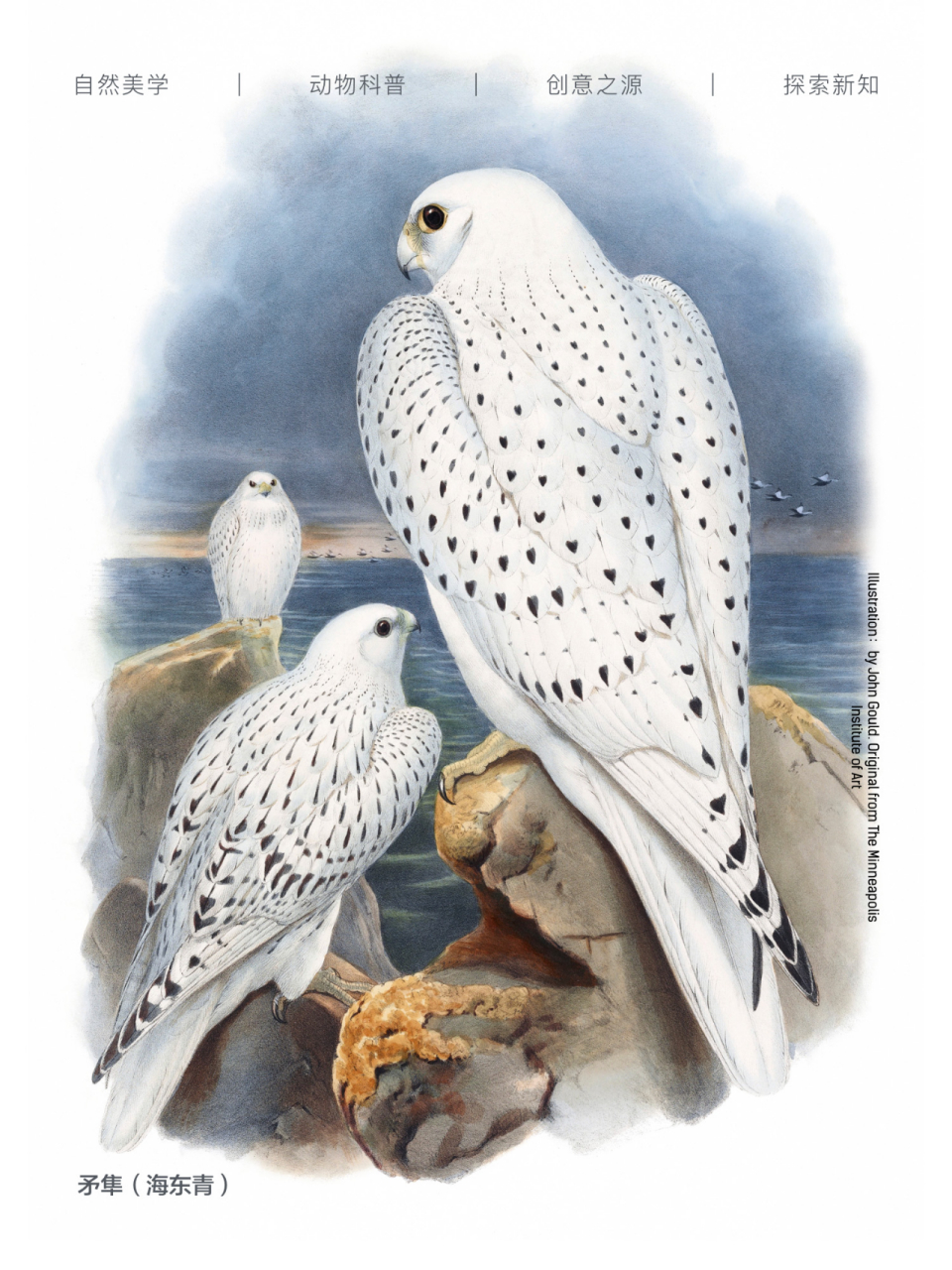 矛隼(海东青)  矛隼,这个神秘又威猛的家伙,有着白隼,海东青等响亮的