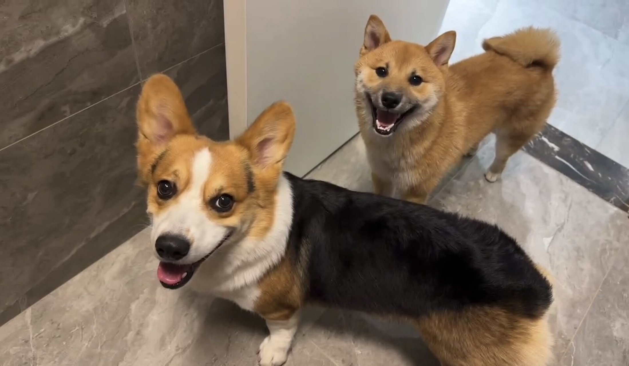 柯基和柴犬的故事  今天我要给大家介绍一下两只狗狗,一只柯基和一只