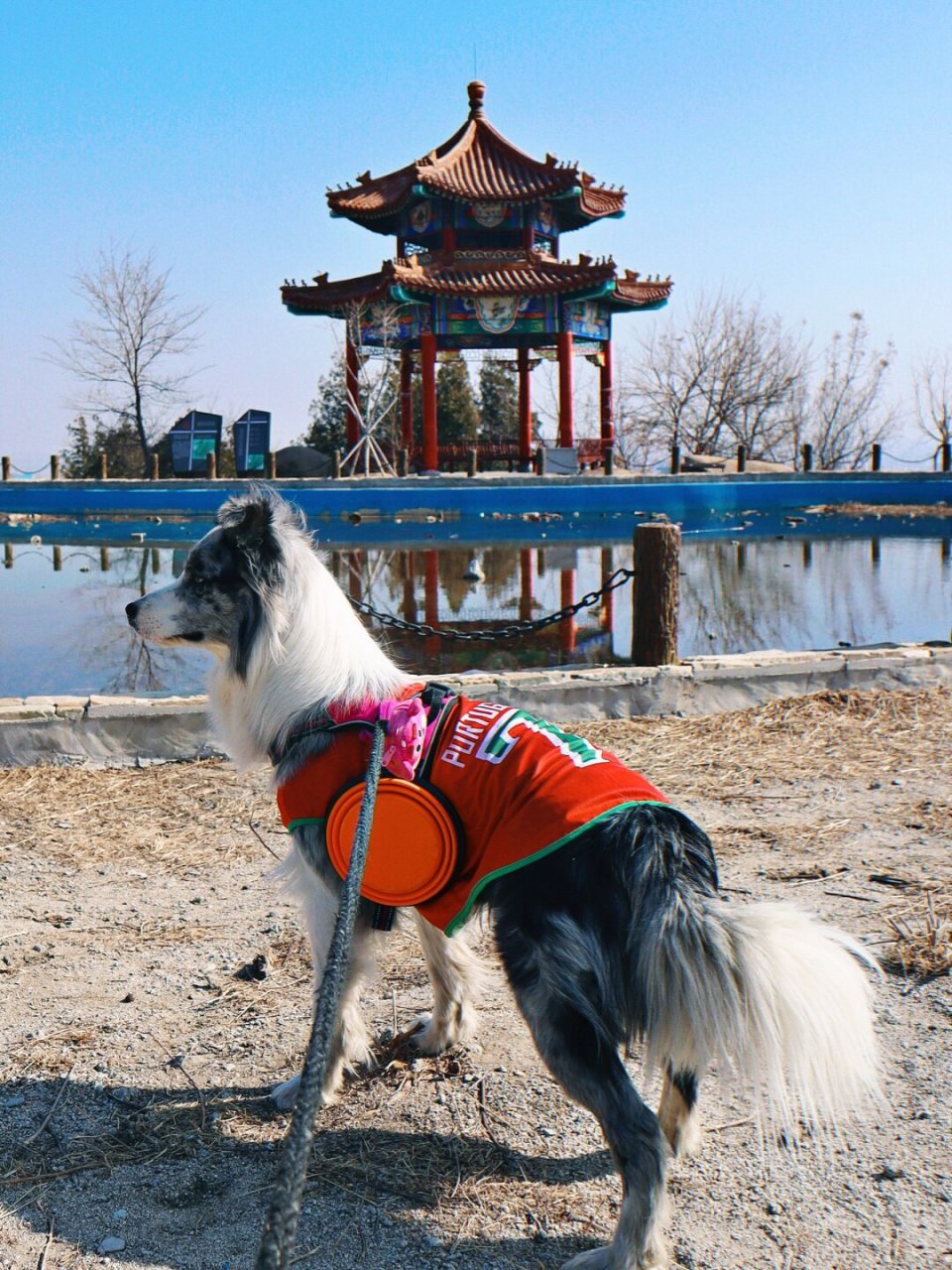 旷野之犬图片