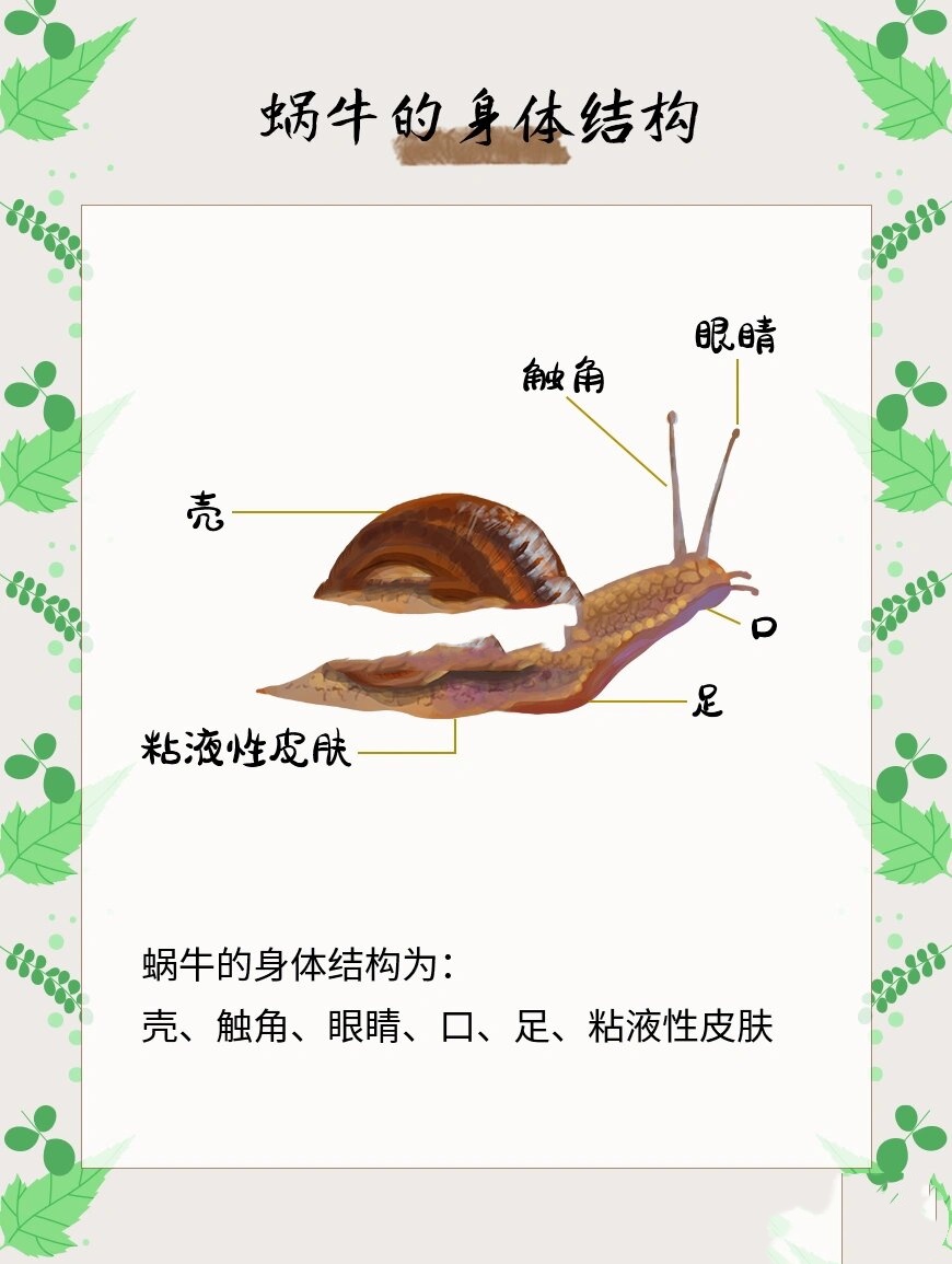 给孩子讲讲蜗牛的相关知识 .@蝶缦老师来教你的动态