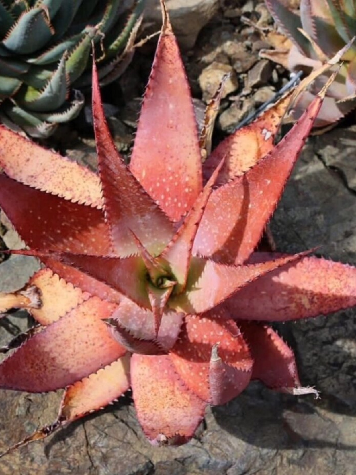 aloe microstigma   它来自遥远的南非(非洲),是阿福花科芦荟属的一员