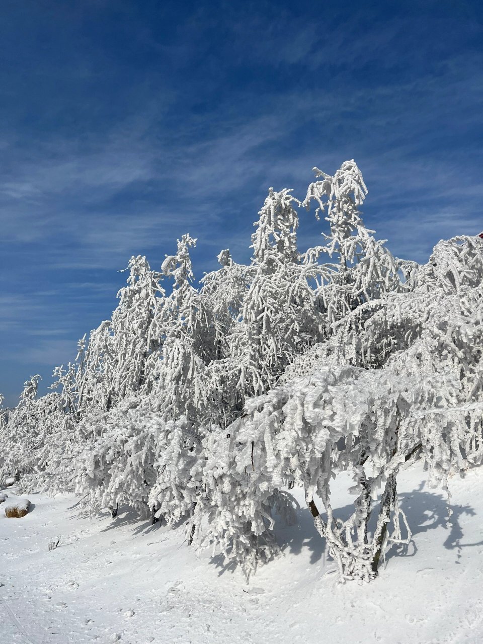 庐山冬天雪景图片