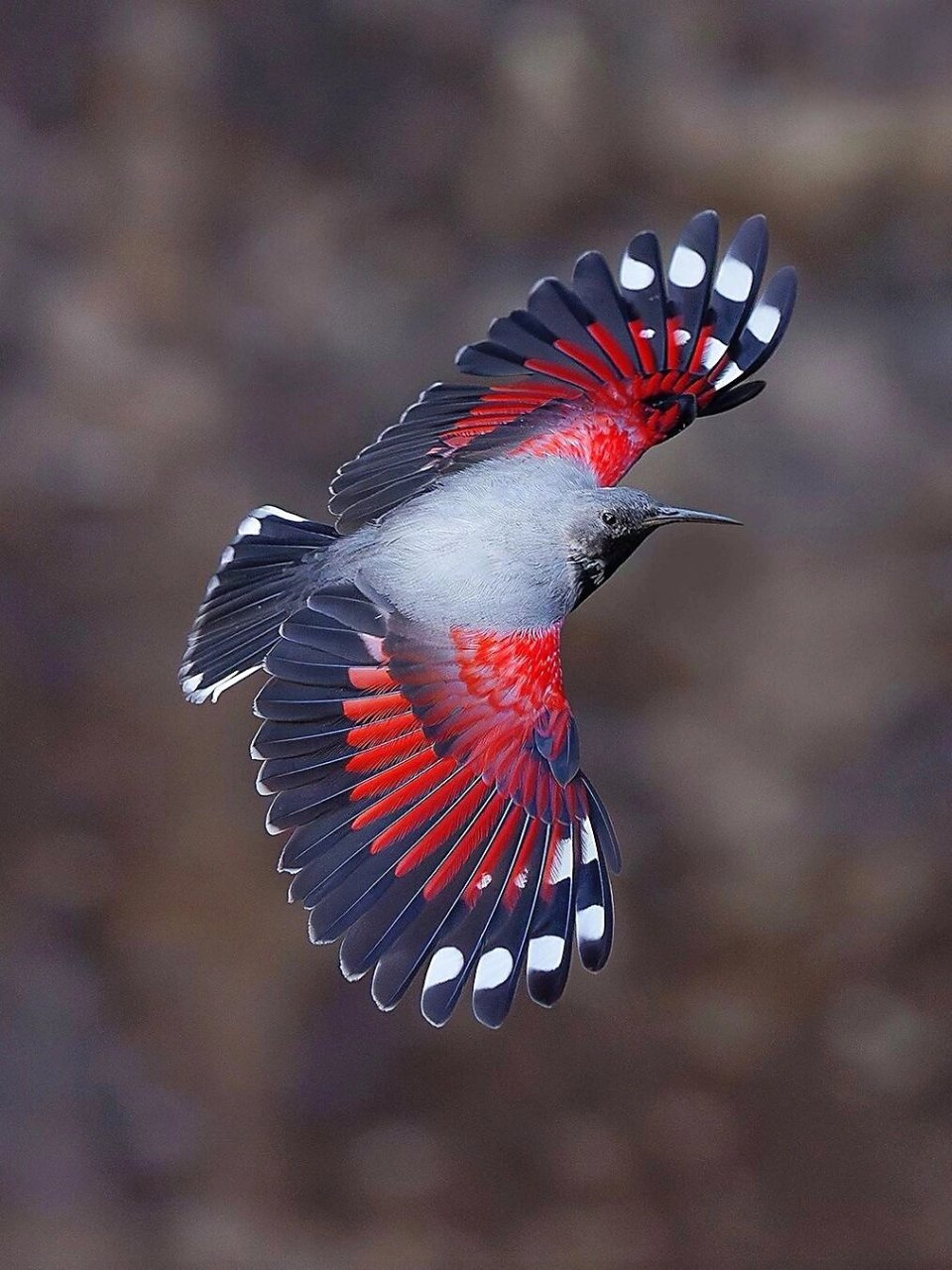 每天认识一种神奇动物悬崖上的蝴蝶鸟  在陡峭的悬崖上,生活着一种