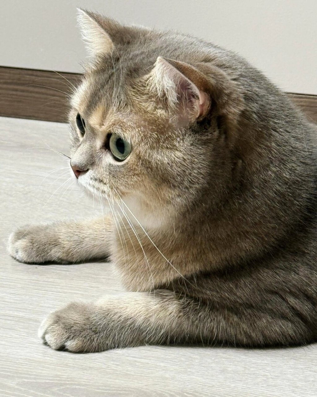 今天是玩上新玩具的凶凶小猫  近日,我在pdd上花三块钱给豆沙买了个