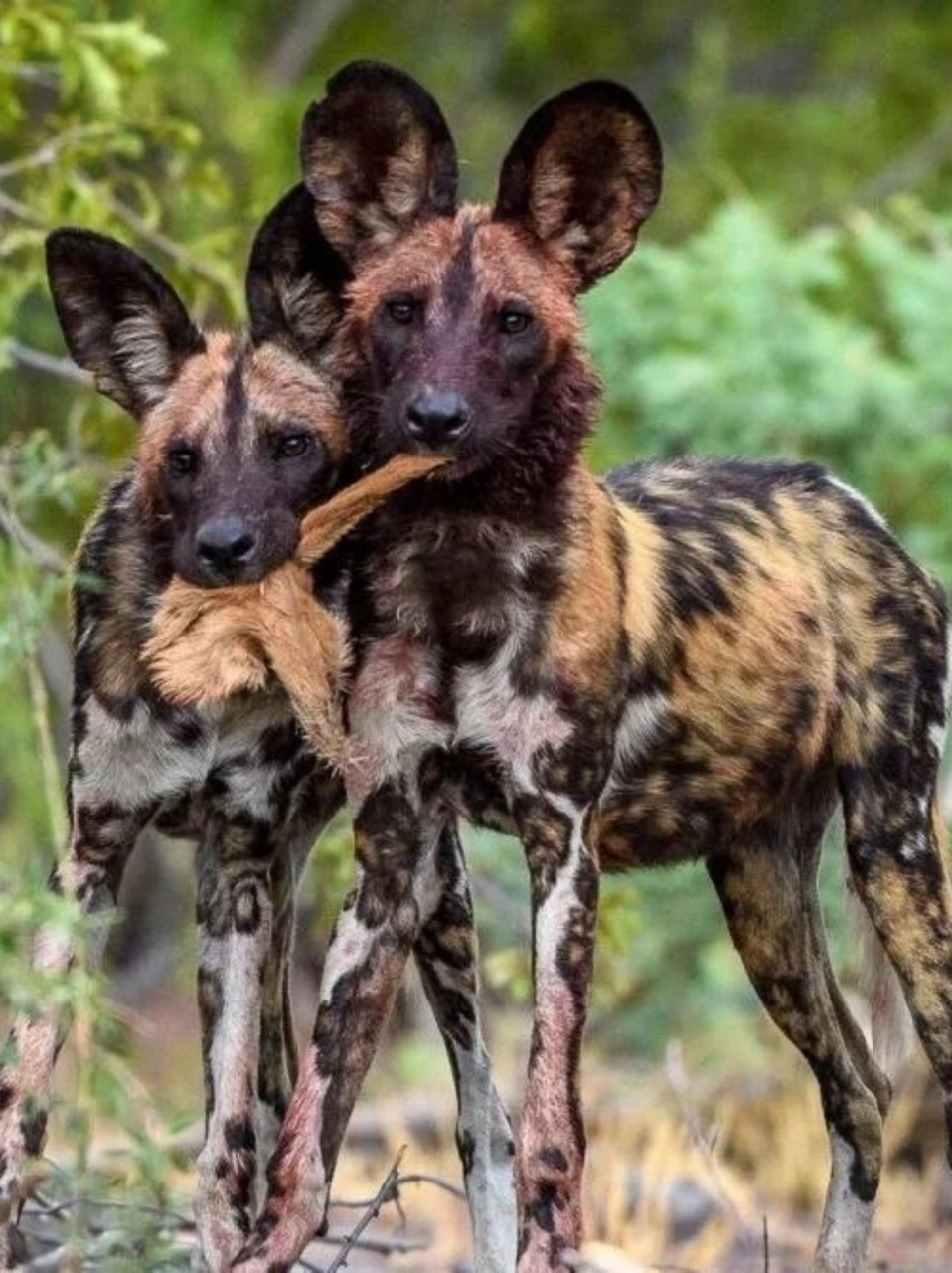 动物家族传奇非洲野犬图片