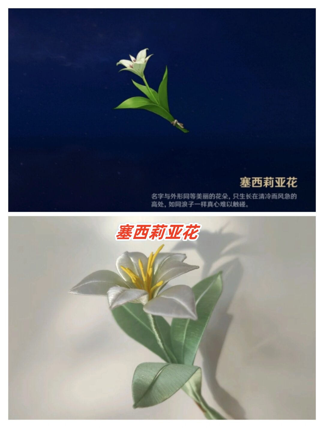 原神塞西利亚花图片