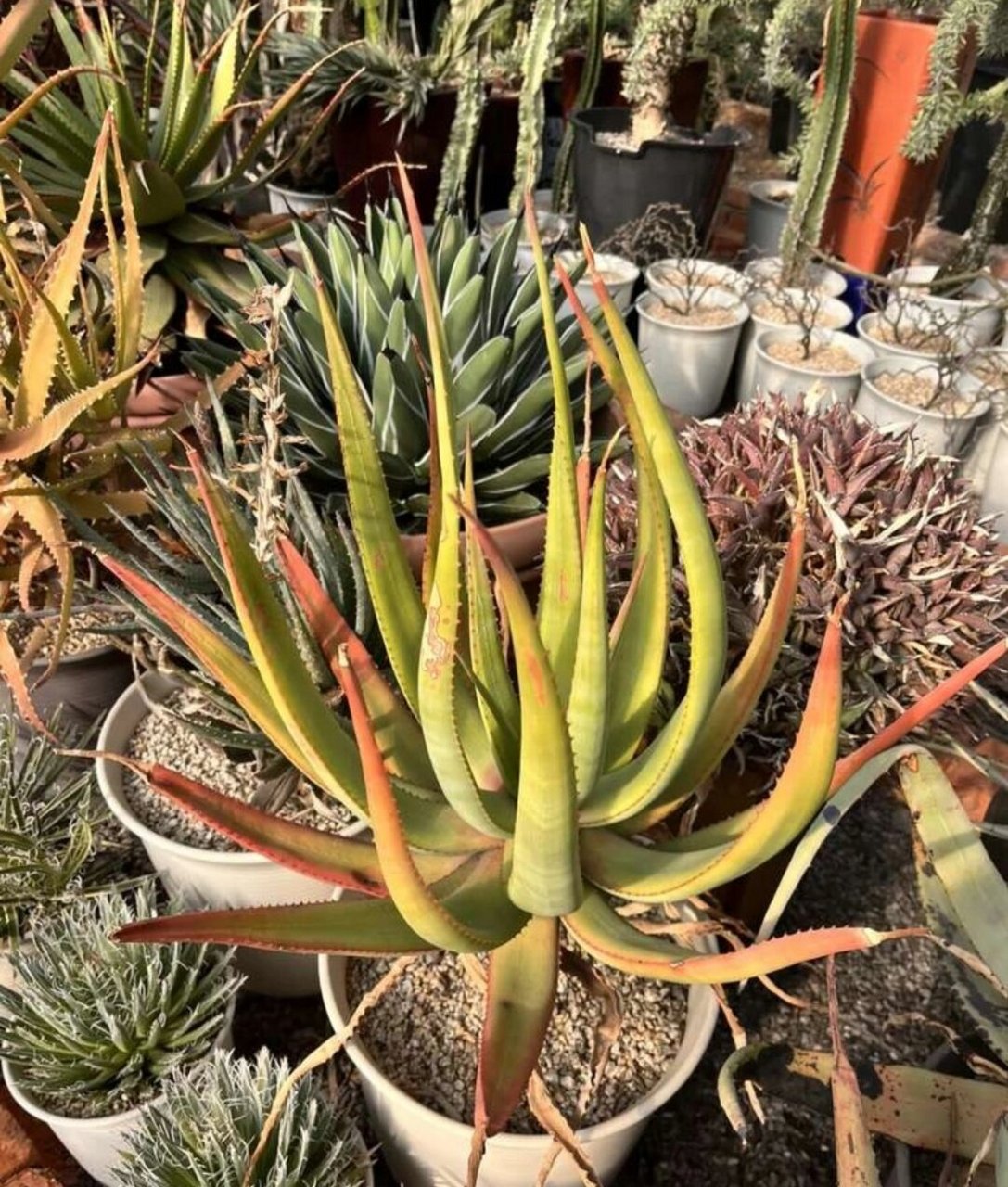 科芦荟属的一员哦,还有一个超可爱的别称:cats tail aloe(猫尾芦荟)!