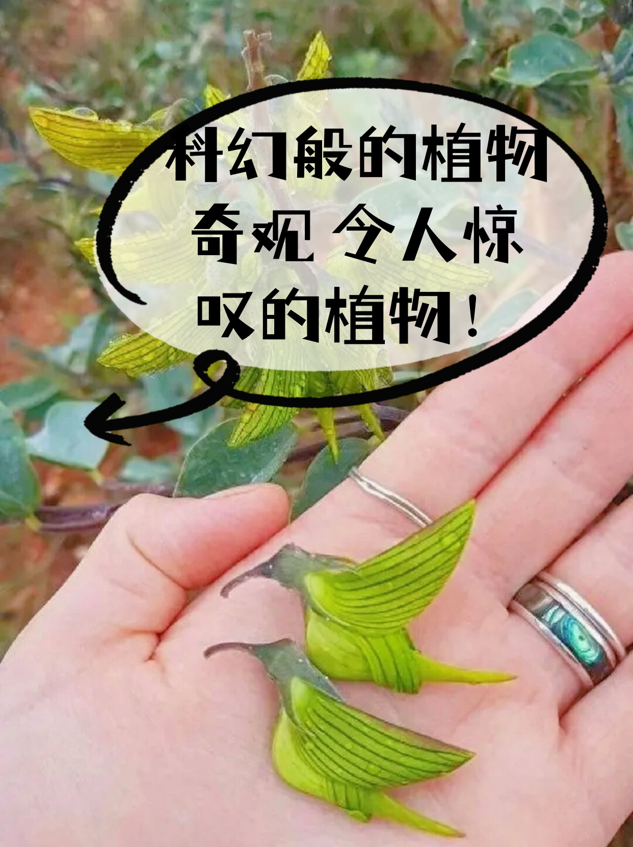 哇,科幻般的植物奇观真的让人惊叹不已!