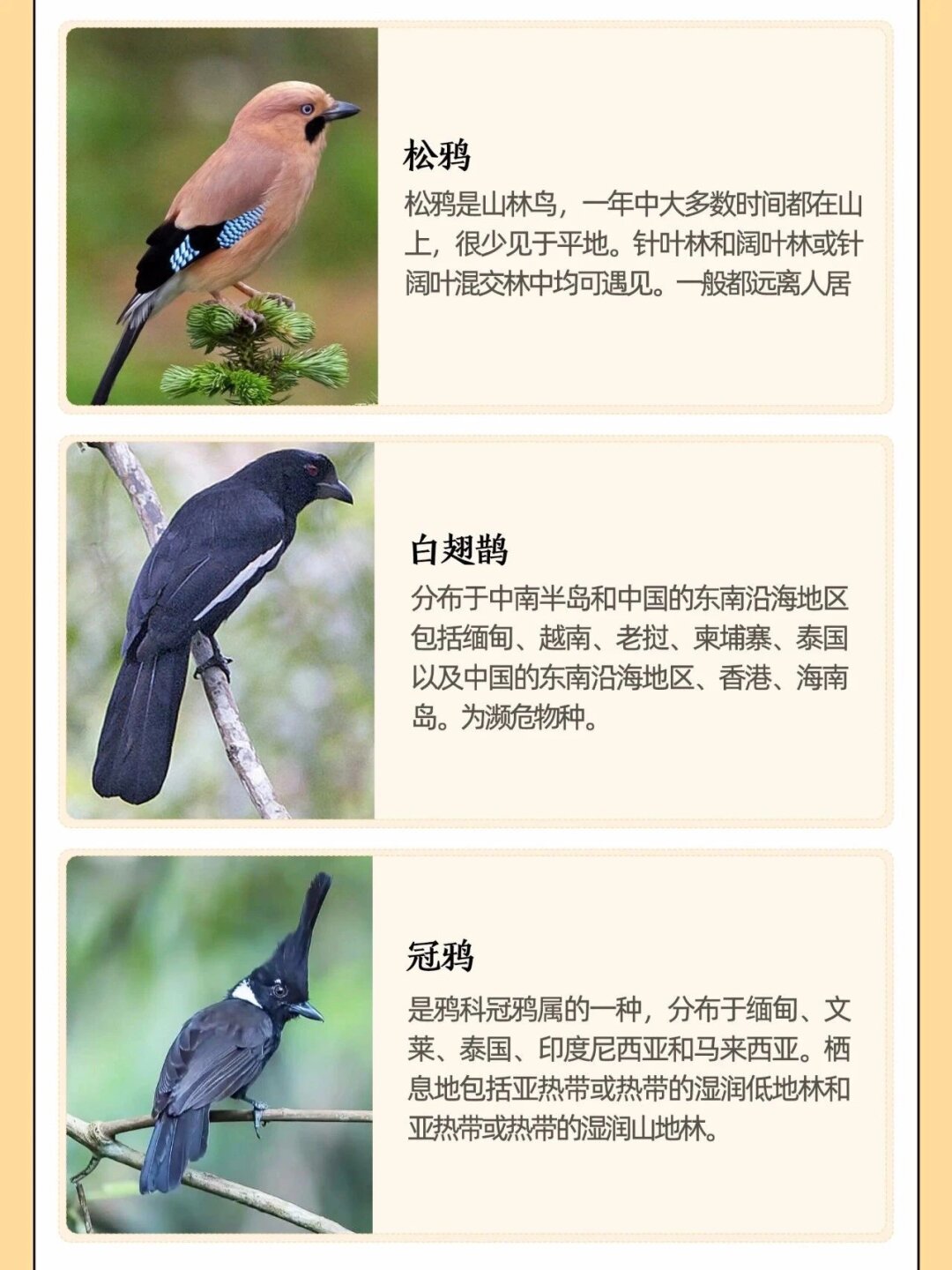 在古代,乌鸦并非我们今日所理解的那样,它可是吉祥的象征哦!