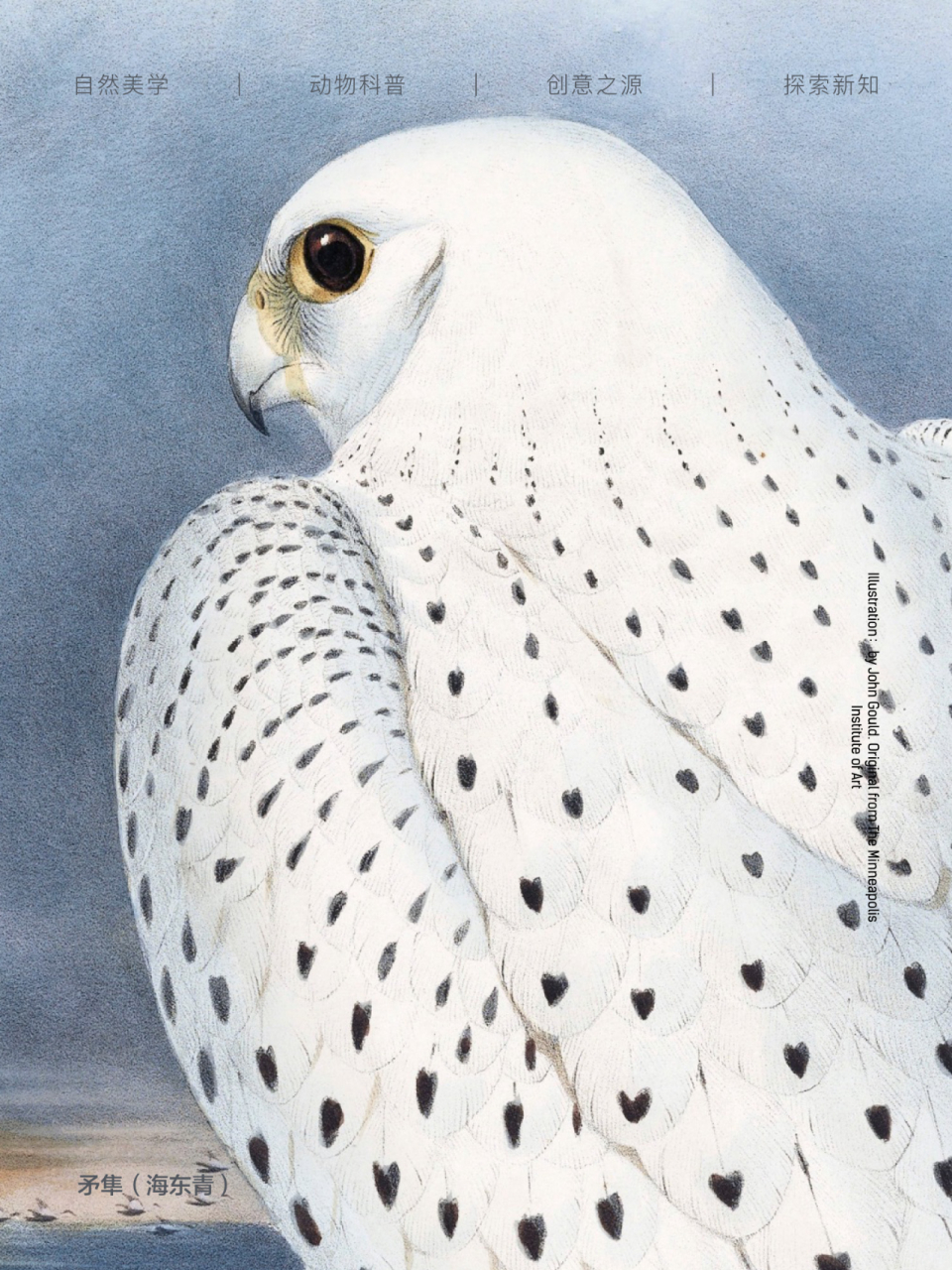 矛隼(海东青)  矛隼,这个神秘又威猛的家伙,有着白隼,海东青等响亮的