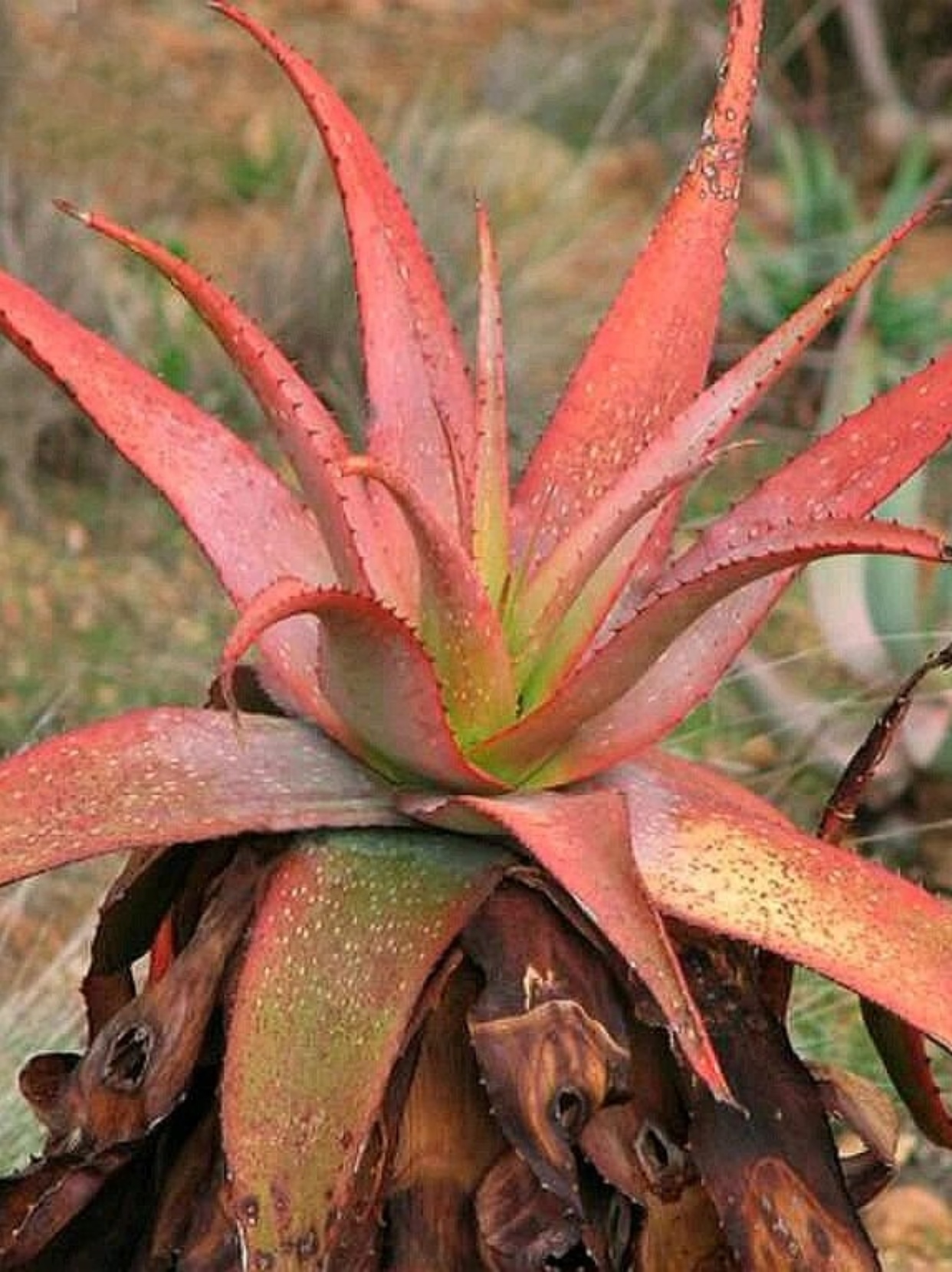 aloe microstigma   它来自遥远的南非(非洲),是阿福花科芦荟属的一员