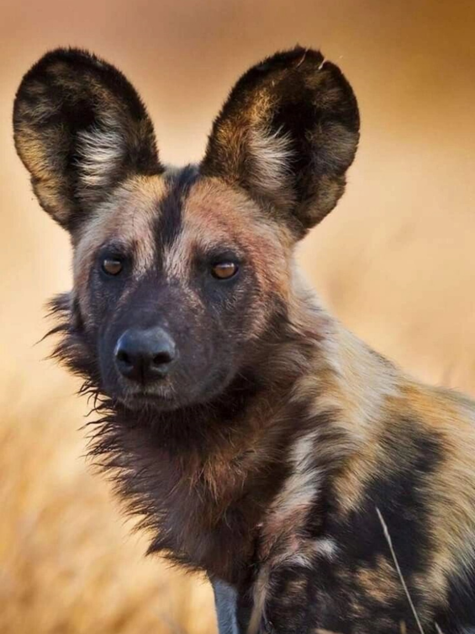 非洲野狗 lycaon pictus   当我拿起相机,瞄准这些在非洲草原上奔跑的