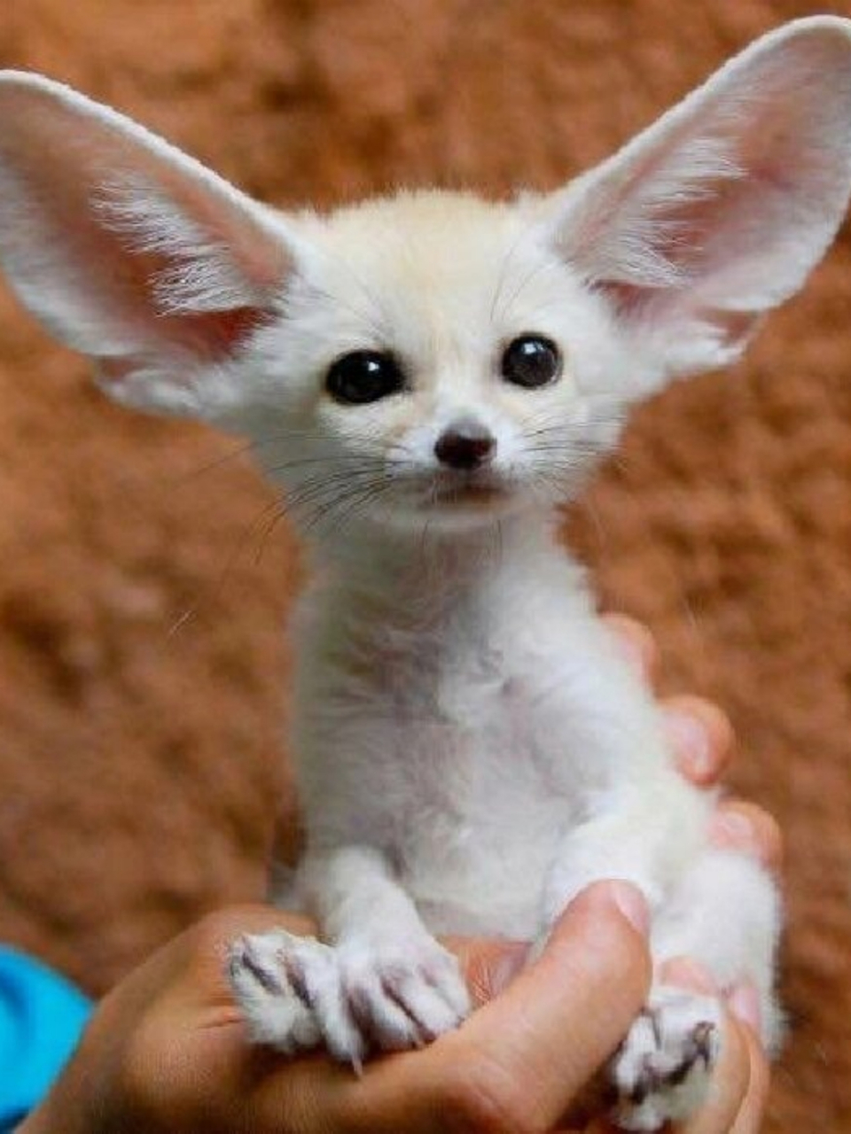 它的中文名就是耳廓狐,听起来就很特别呢!