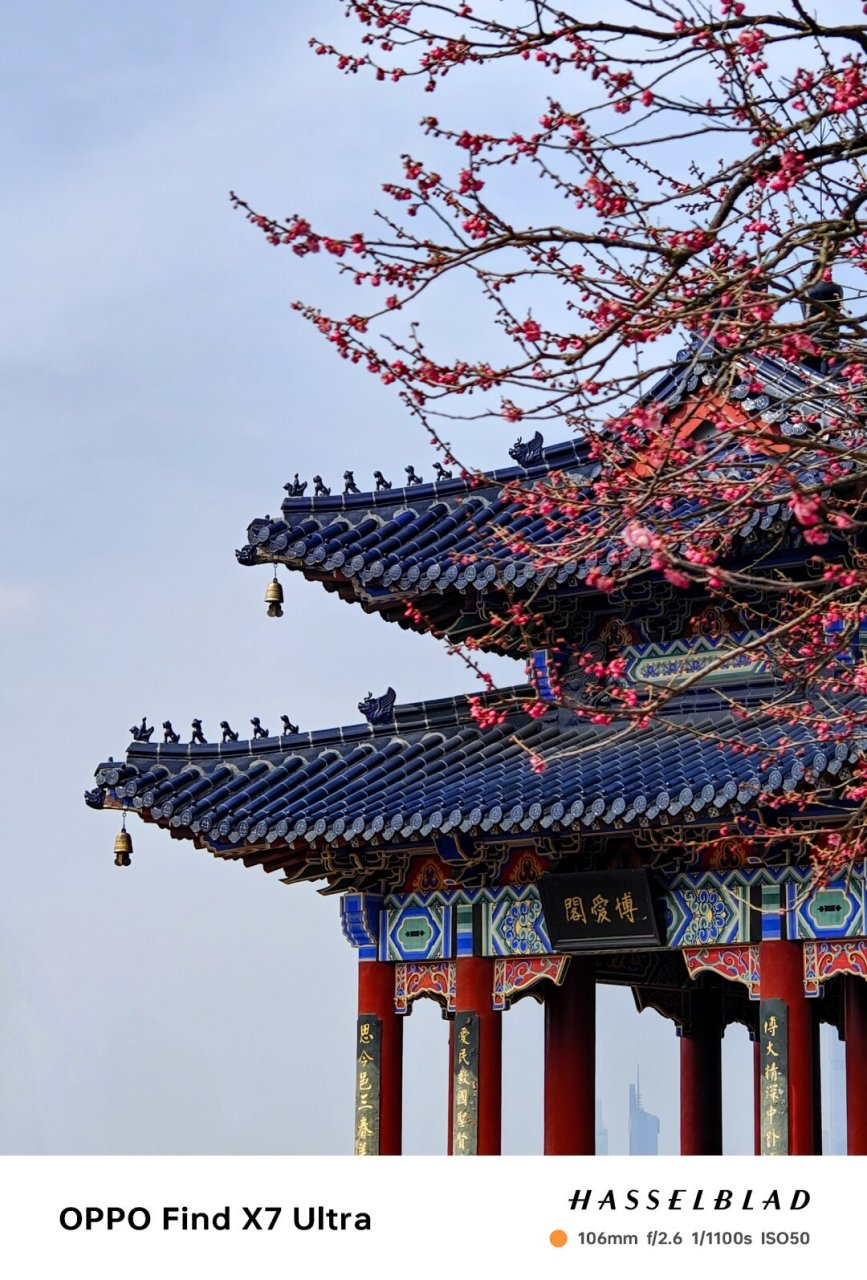 摄影构图|南京梅花山  "城南小陌又逢春,又是一年梅花开.