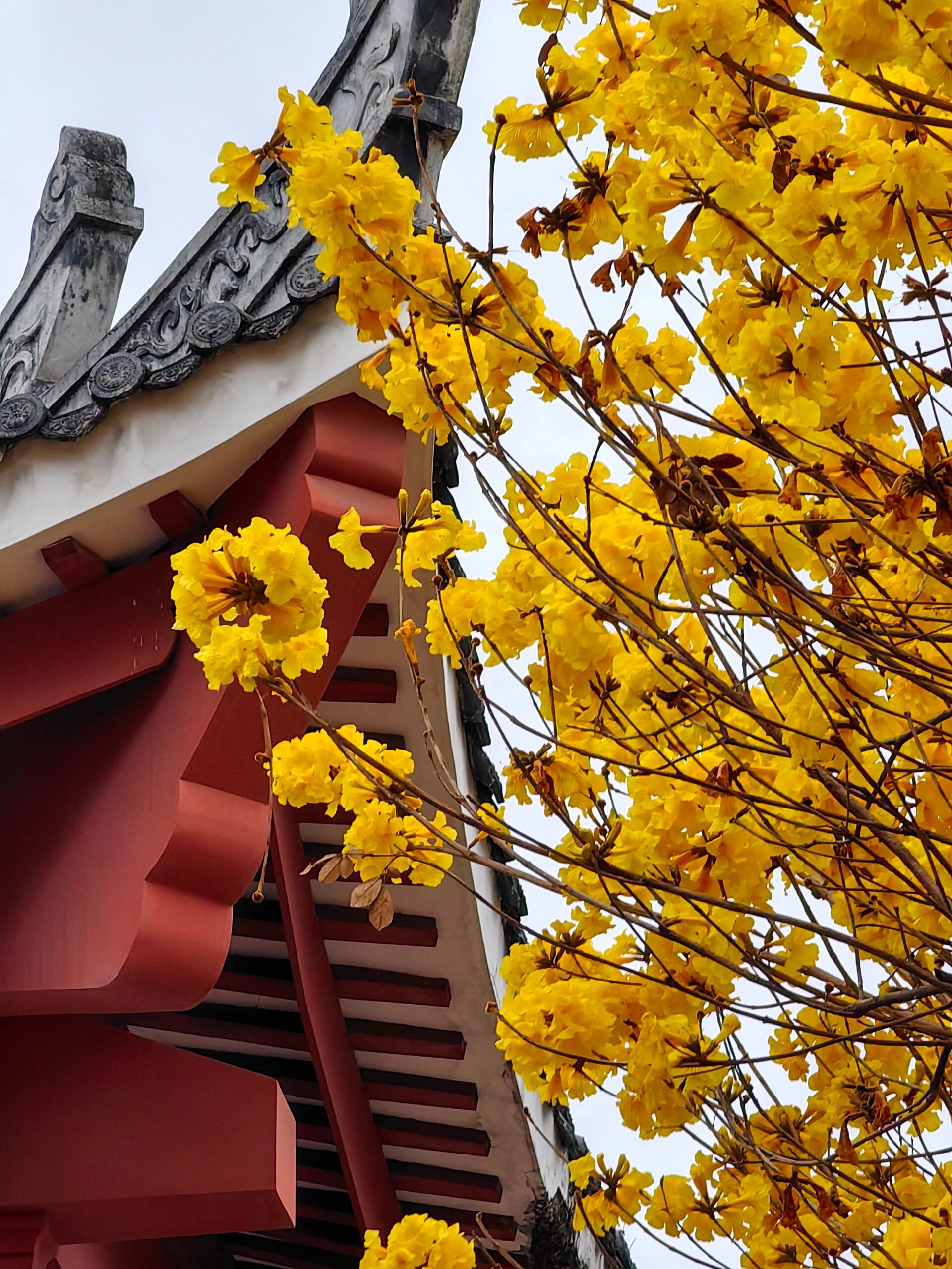 而现在,光孝寺的黄花风铃木更是满院盛放,美不胜收!
