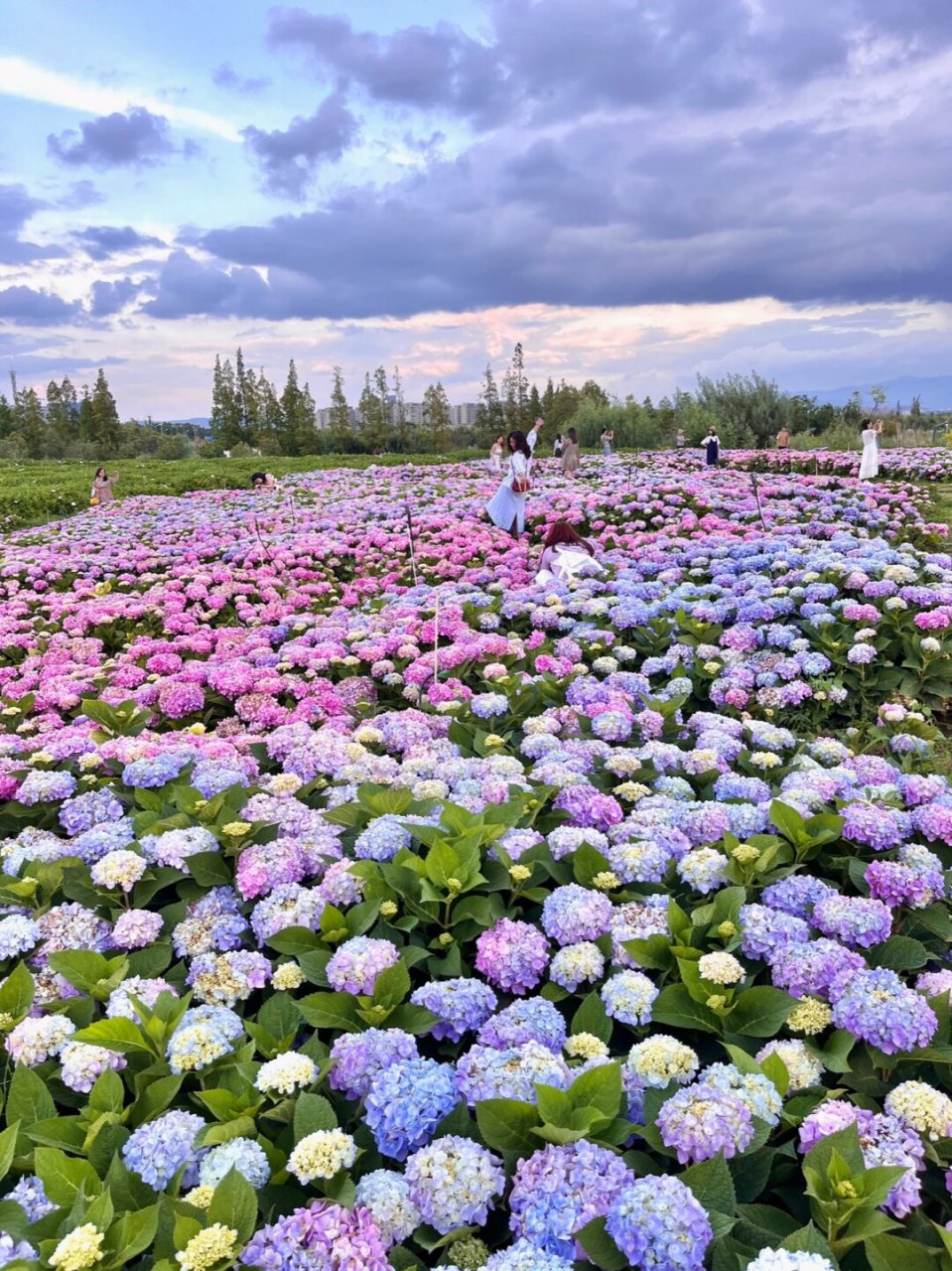 昆明花海景点图片图片