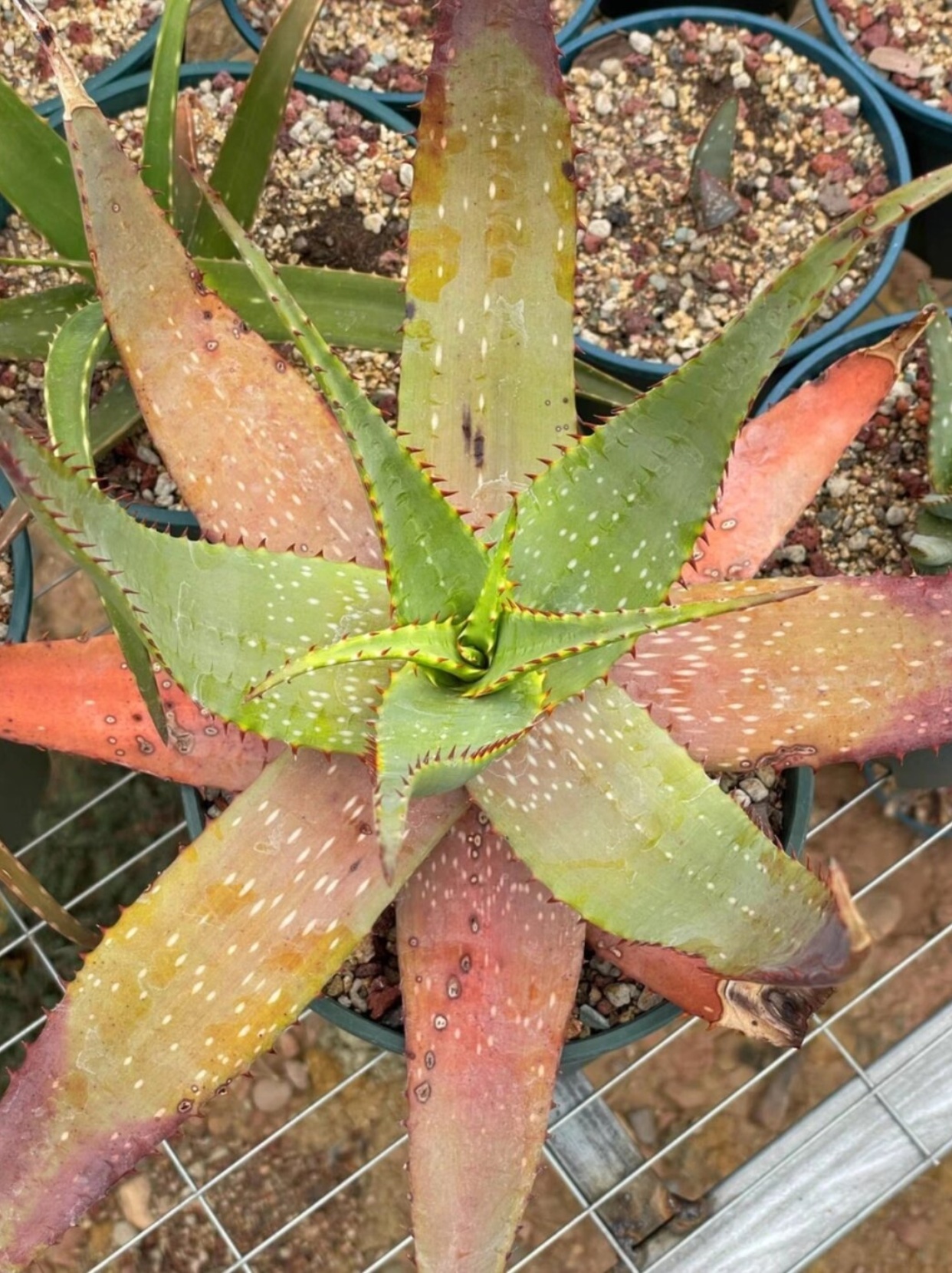 aloe microstigma   它来自遥远的南非(非洲),是阿福花科芦荟属的一员