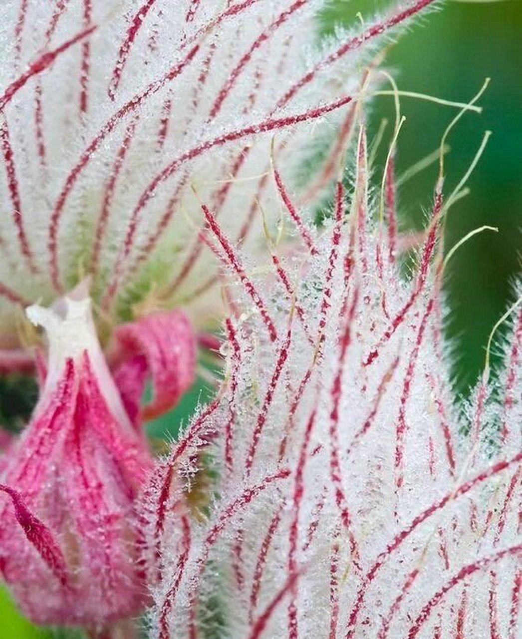 就是可爱又神秘的三花水杨梅啦!