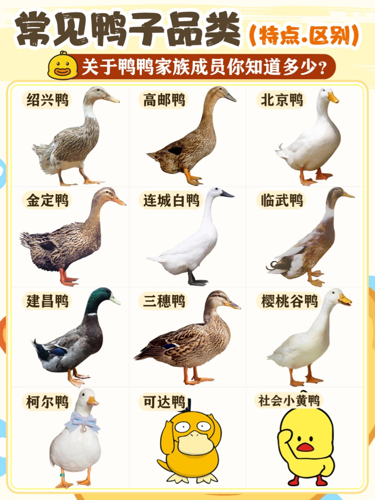 常见鸭类合集 1.@小王就爱吃的动态